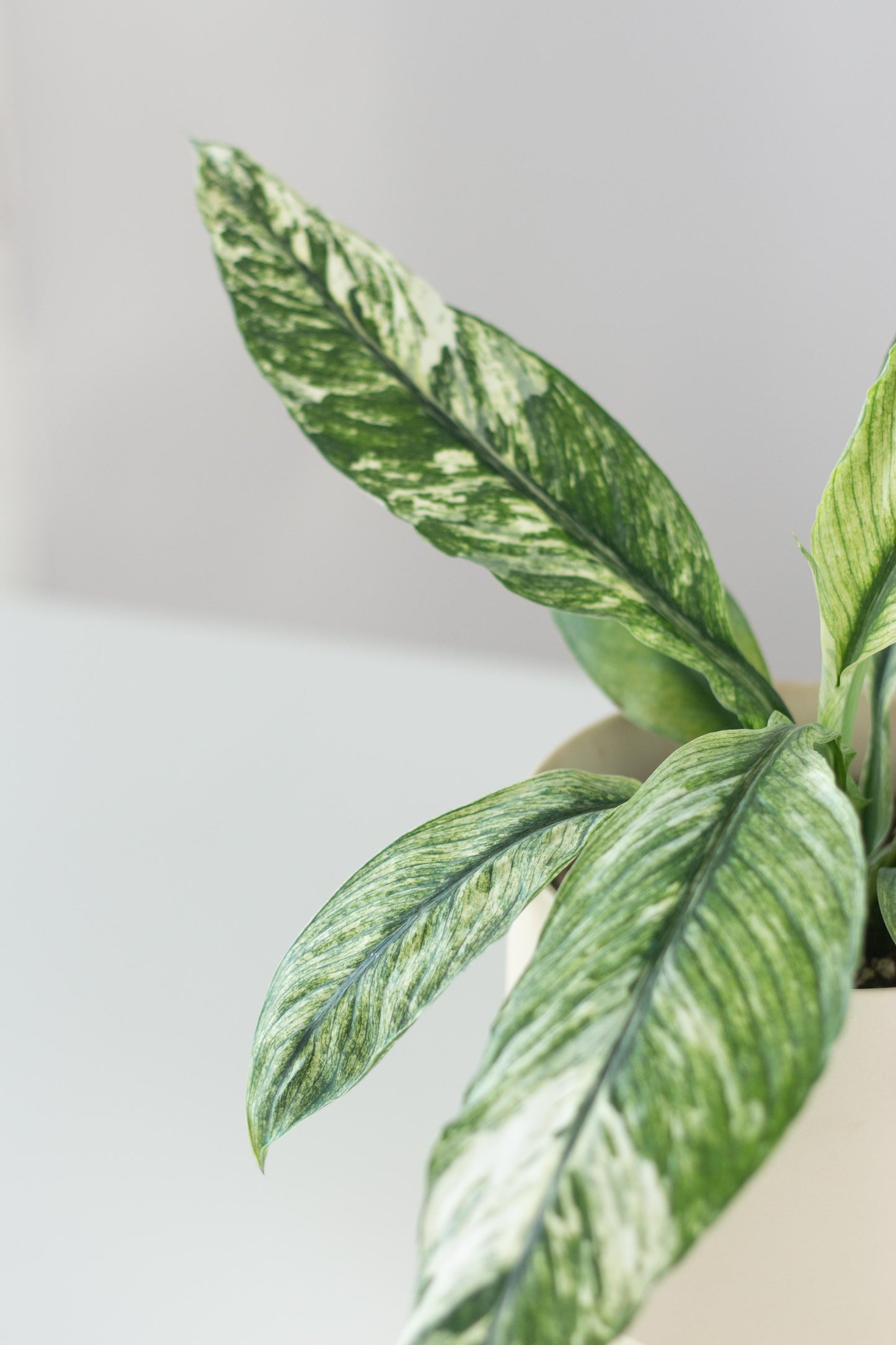 Spathiphyllum Sensation Variegated