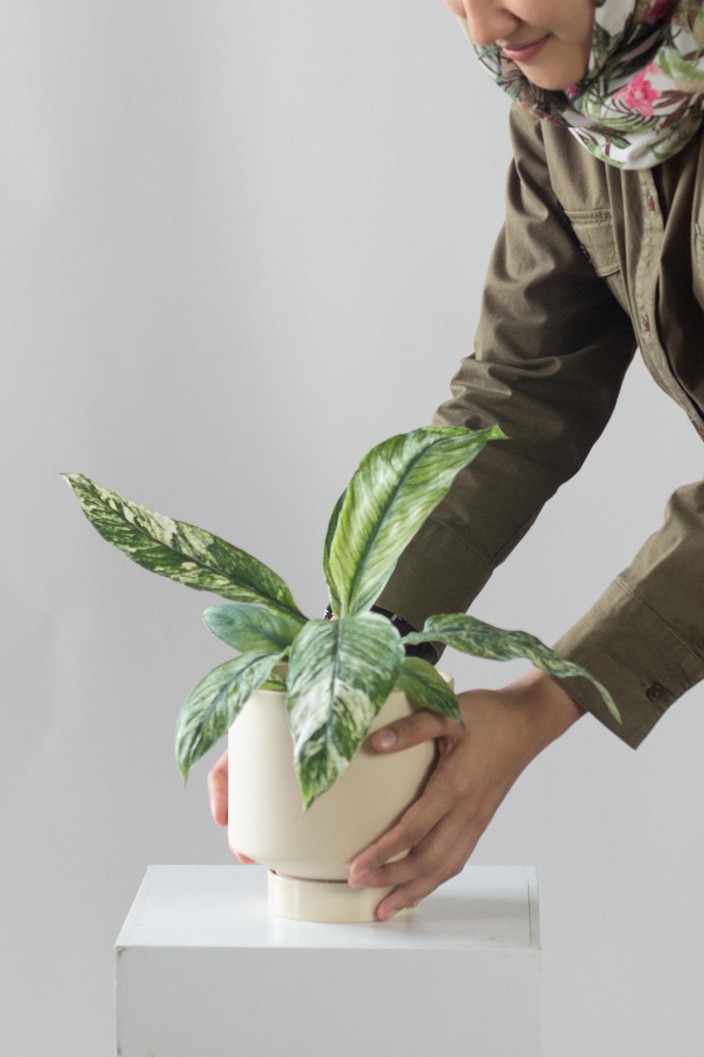 Spathiphyllum Sensation Variegated