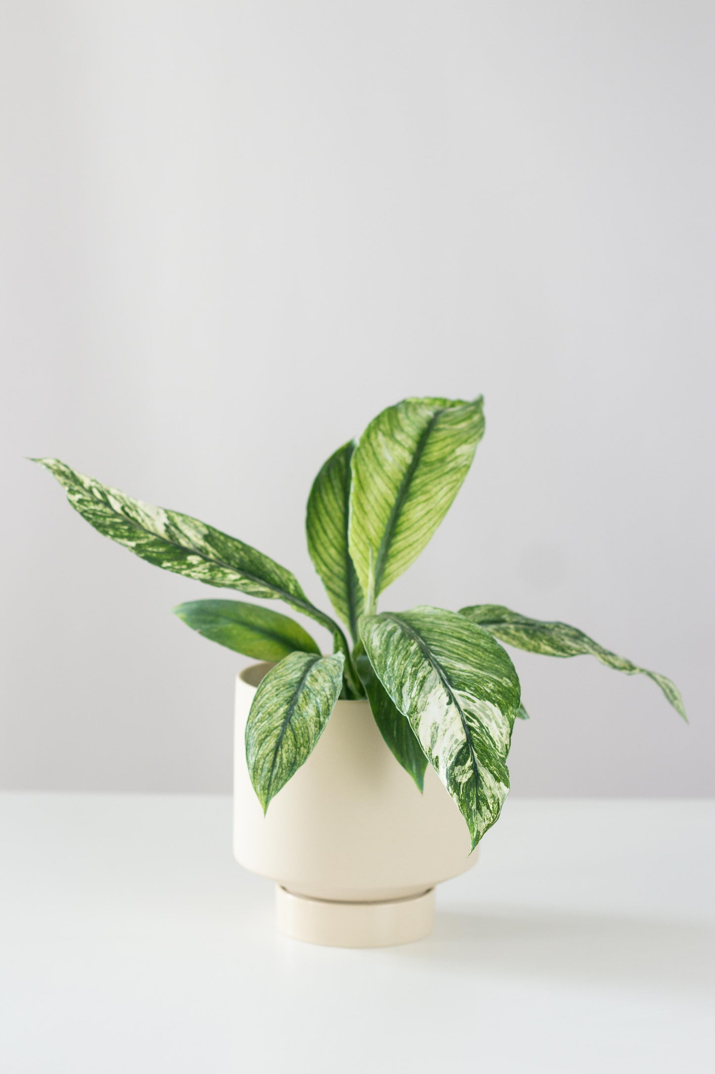 Spathiphyllum Sensation Variegated