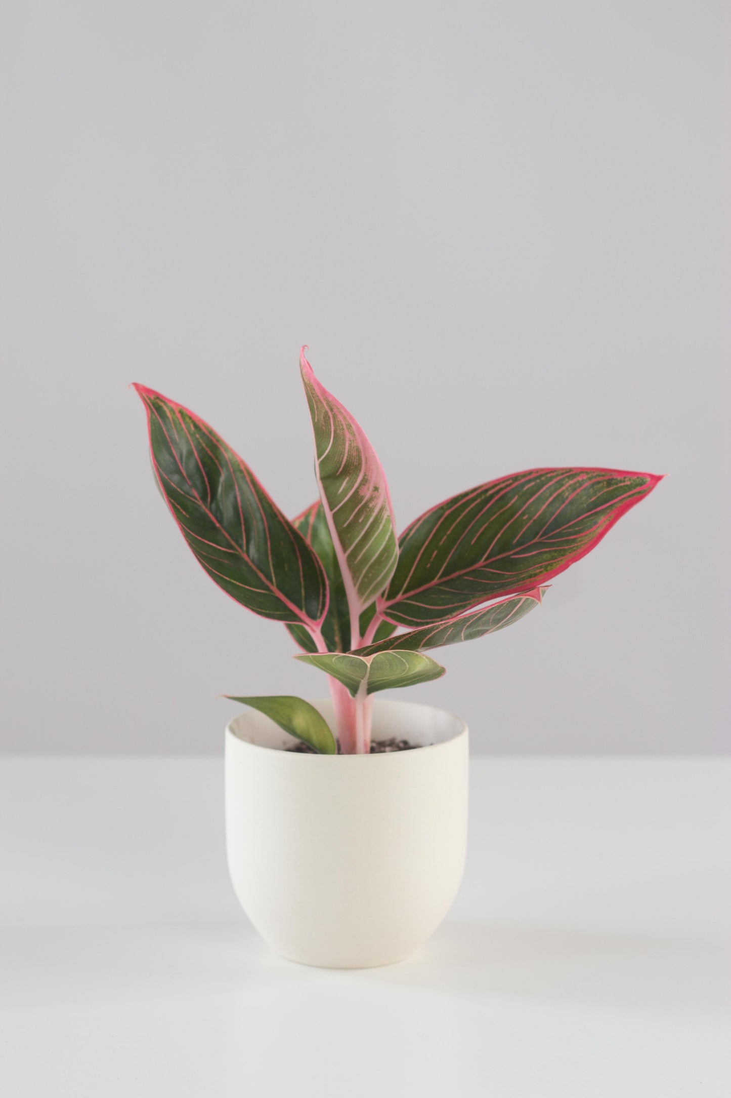 Aglaonema Khanza