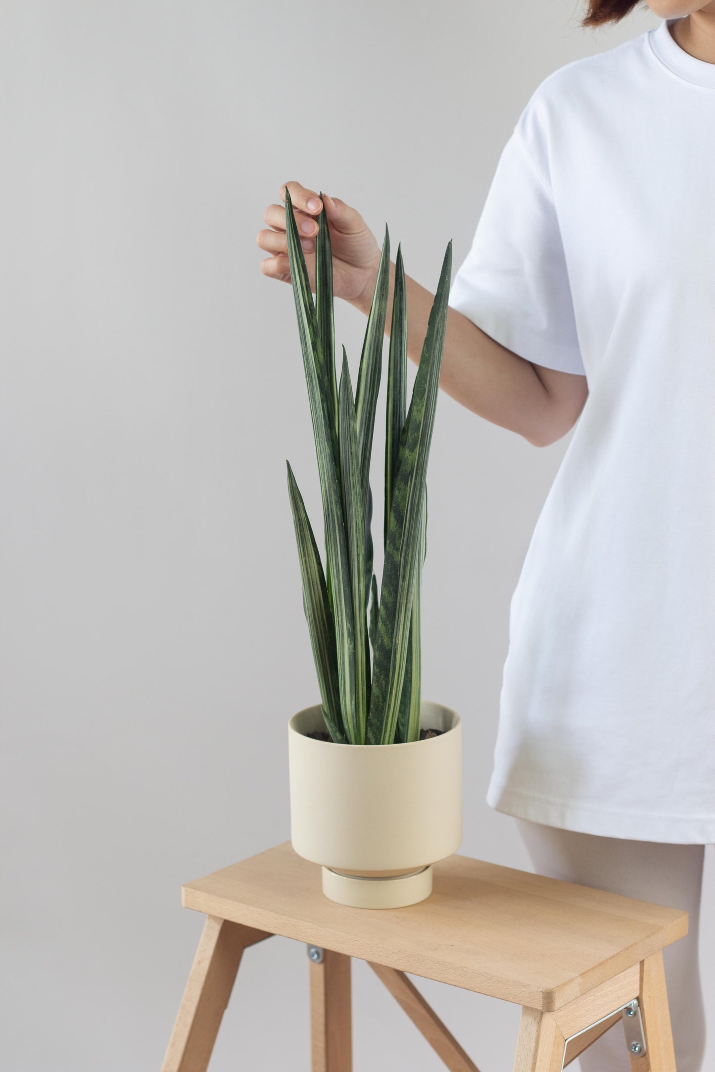 Sansevieria Bantel Sensation