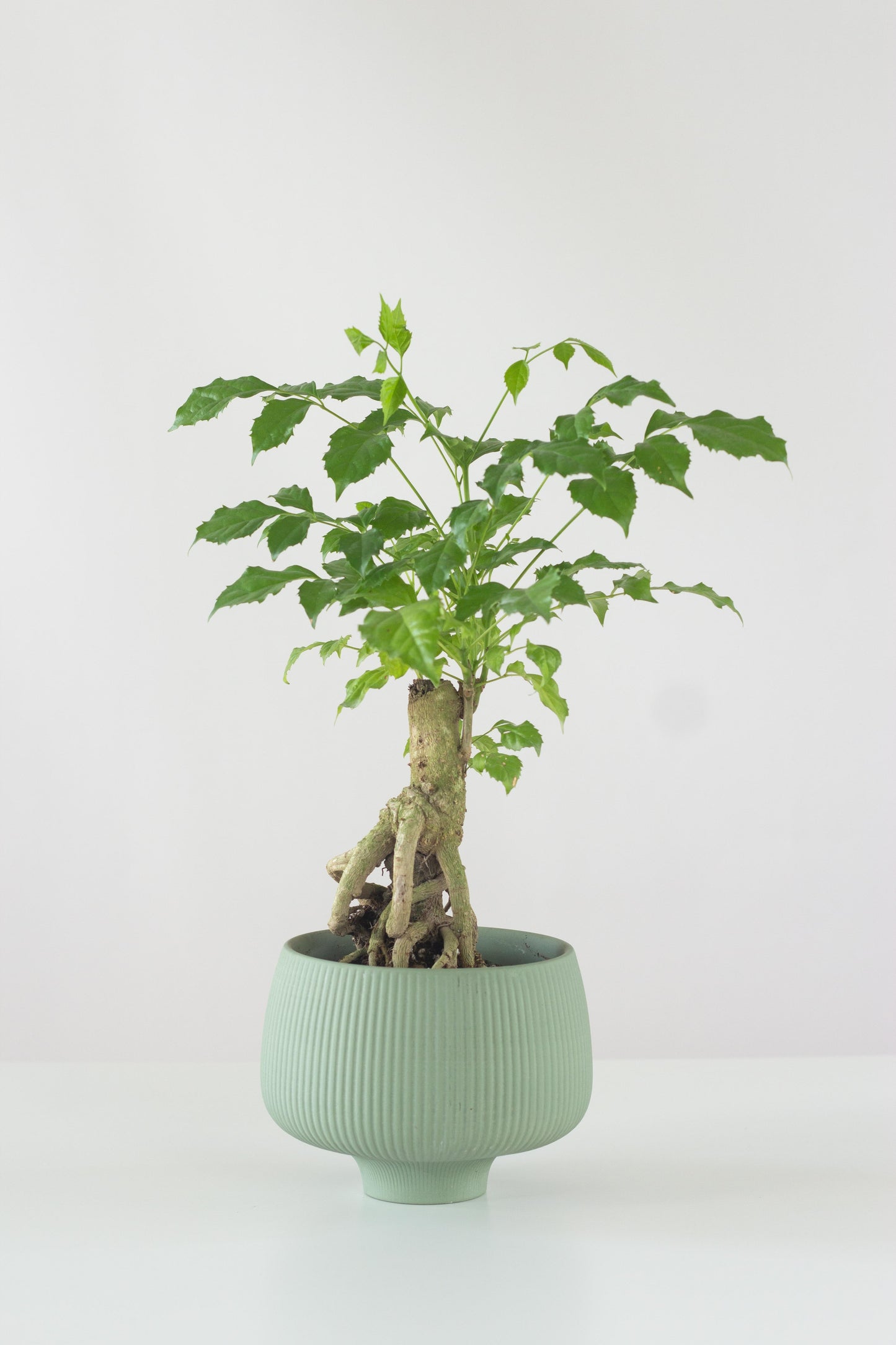 China Doll Bonsai