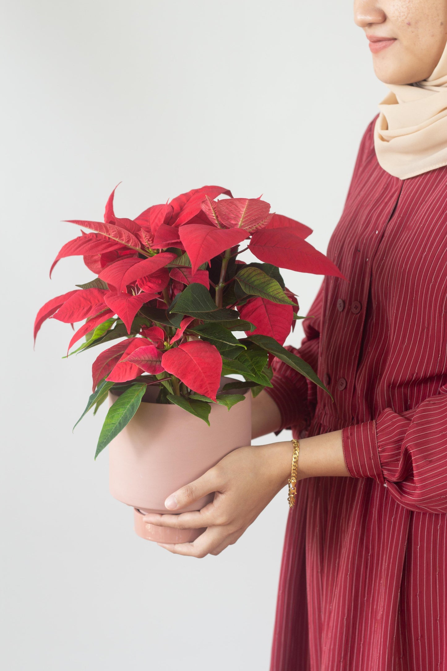 Red Poinsettia