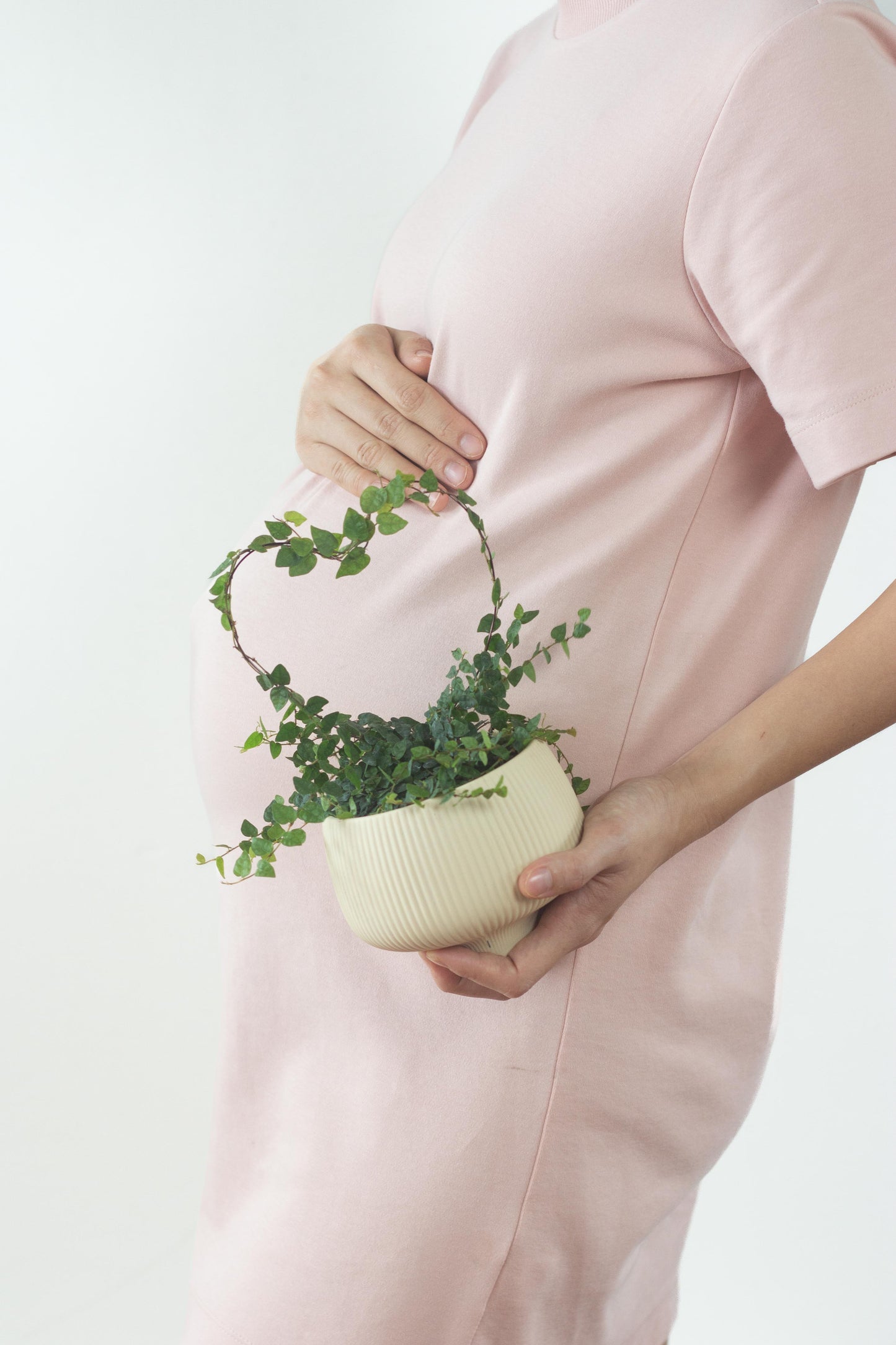 Ficus Pumila