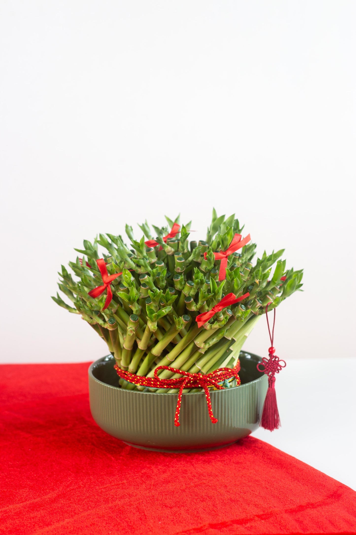 Prosperous Lucky Bamboo