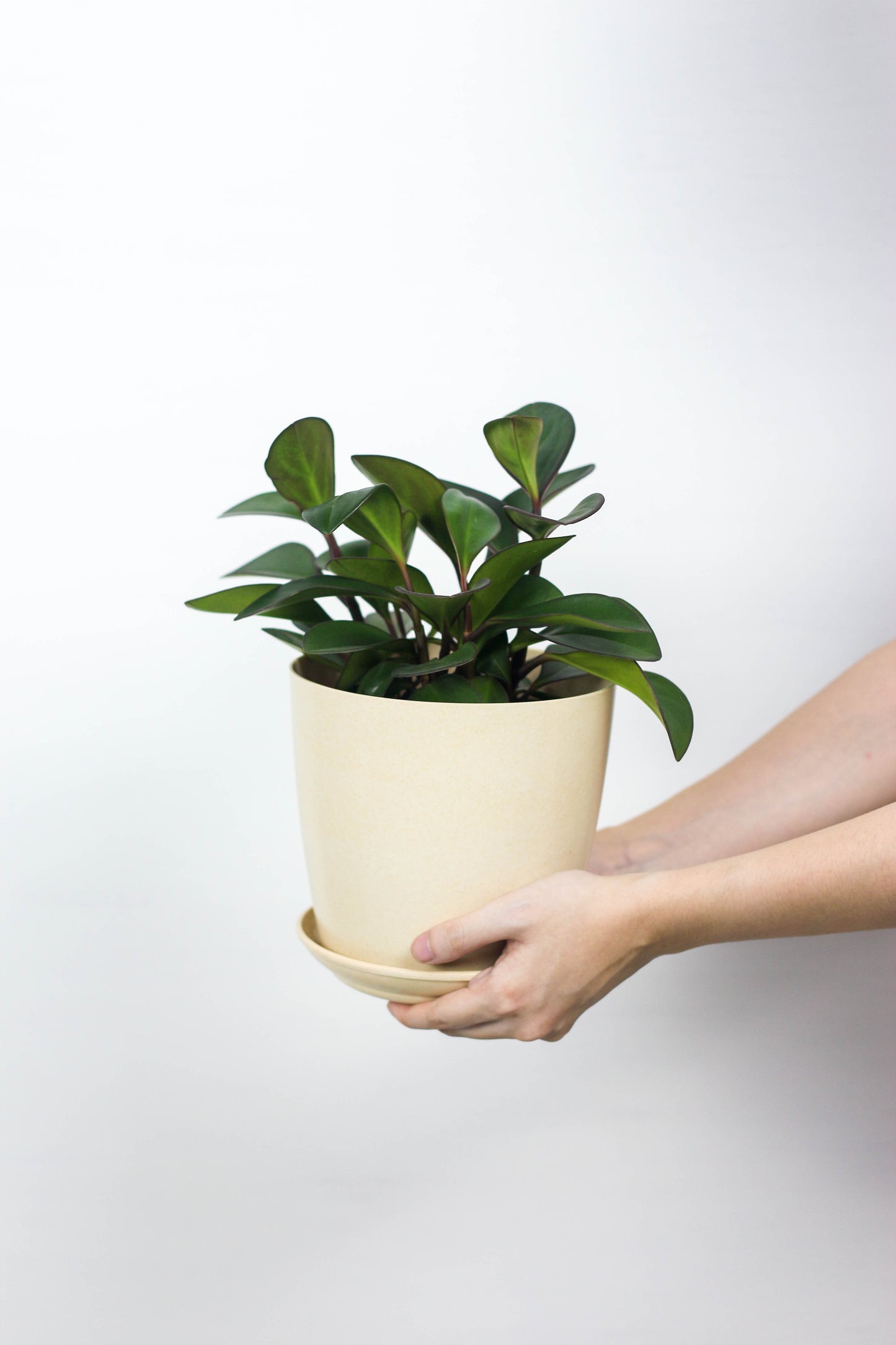 Peperomia Red Edge