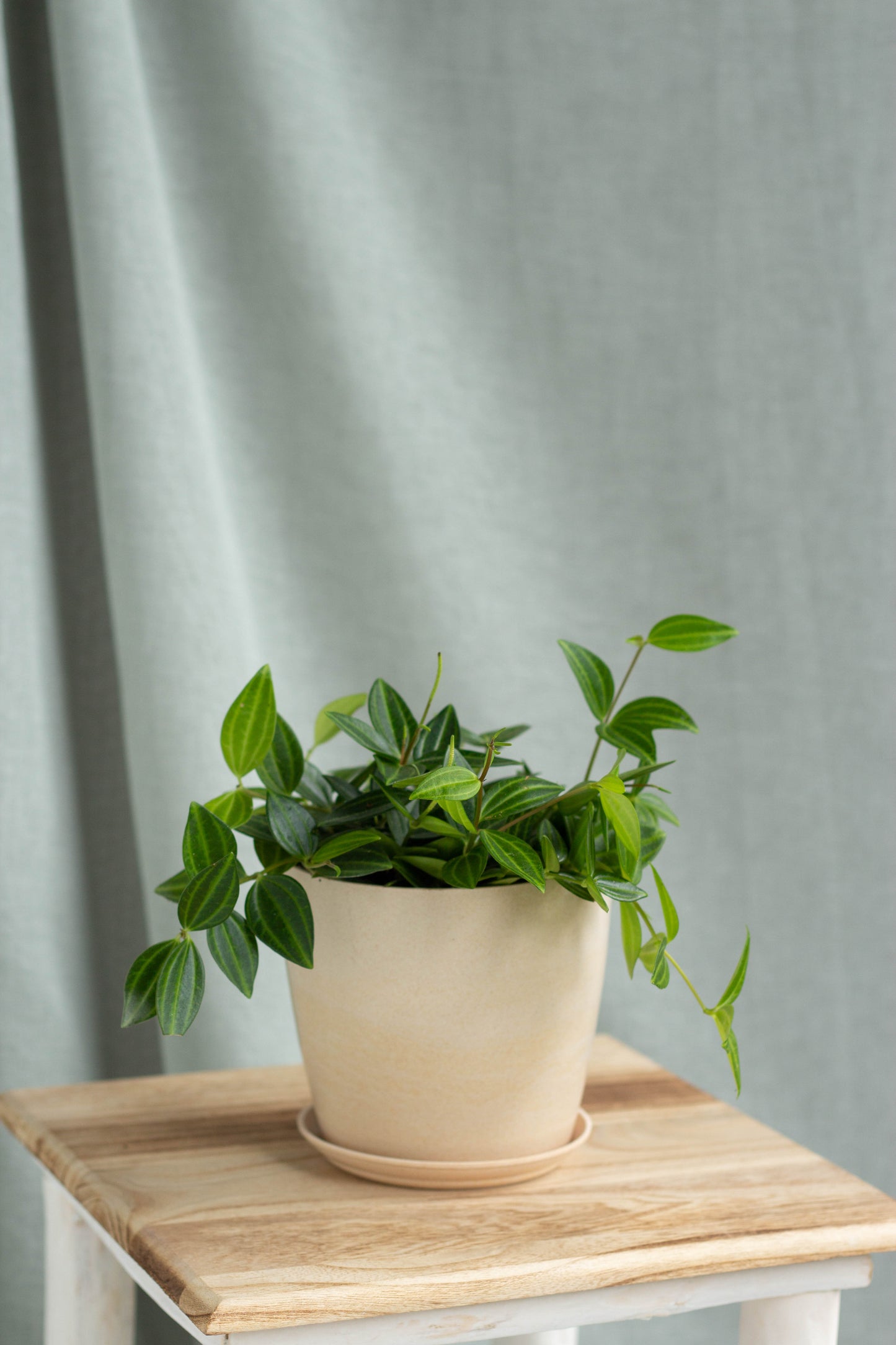 Beetle Peperomia