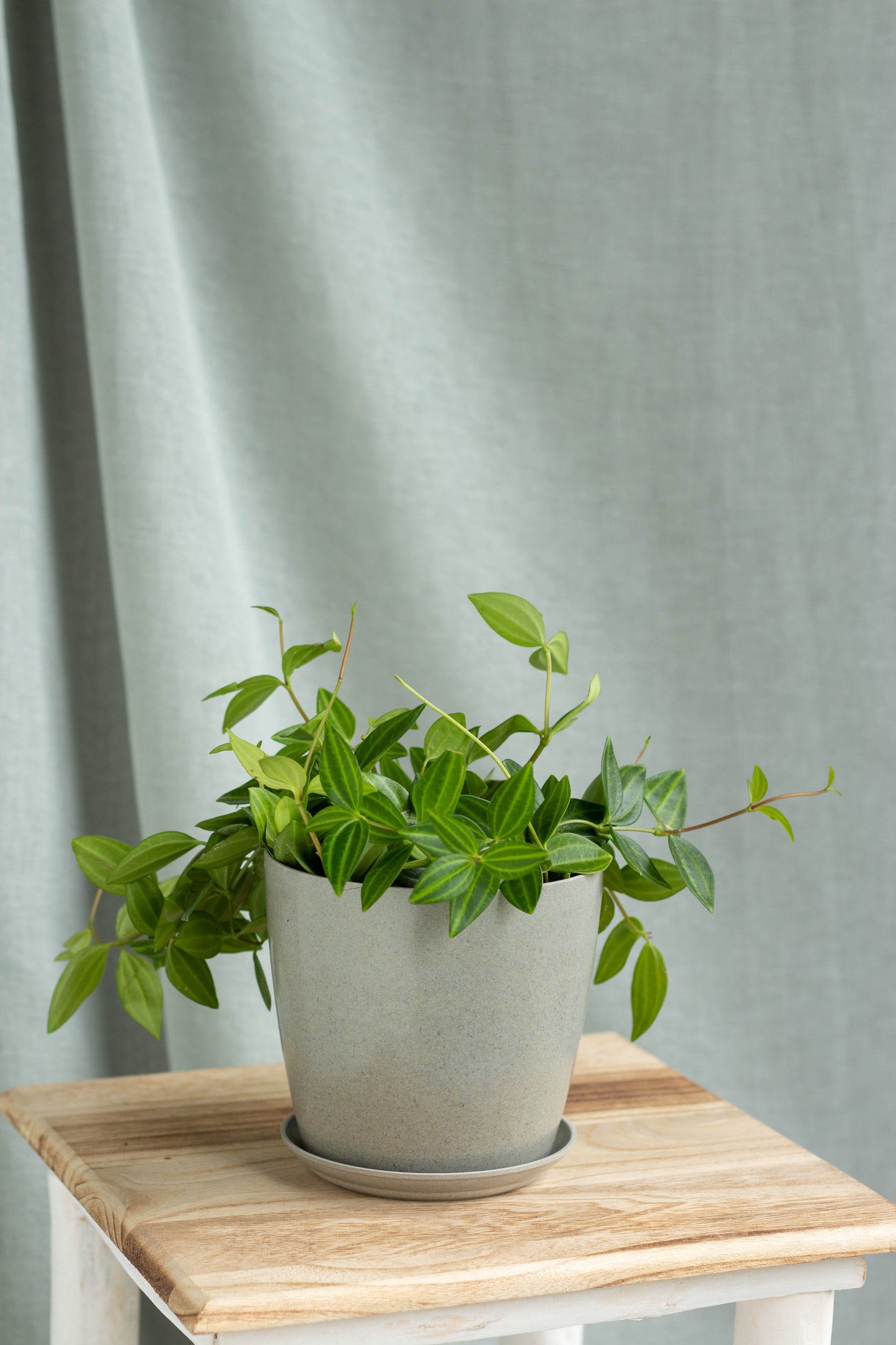 Beetle Peperomia
