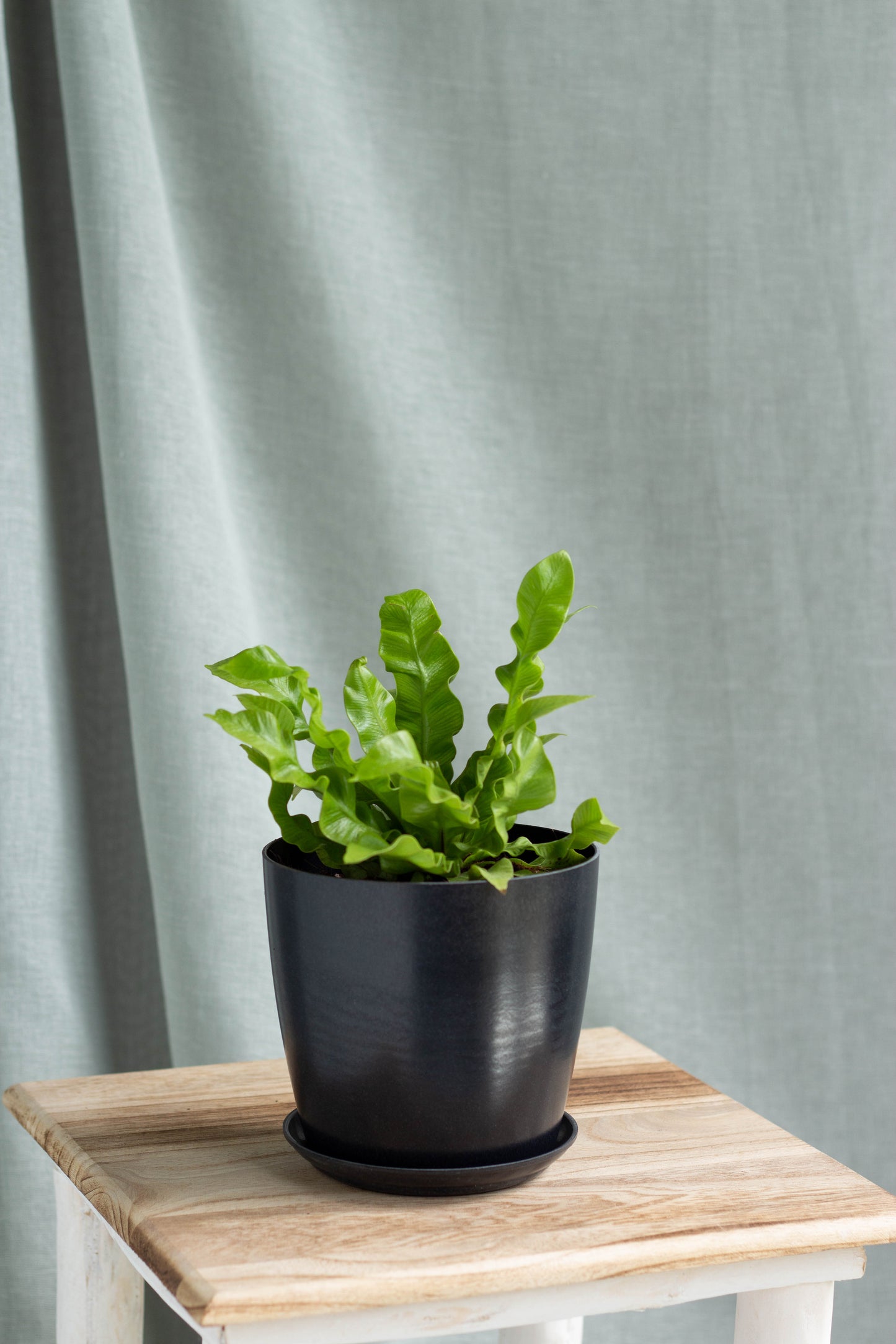 Bird's Nest Fern