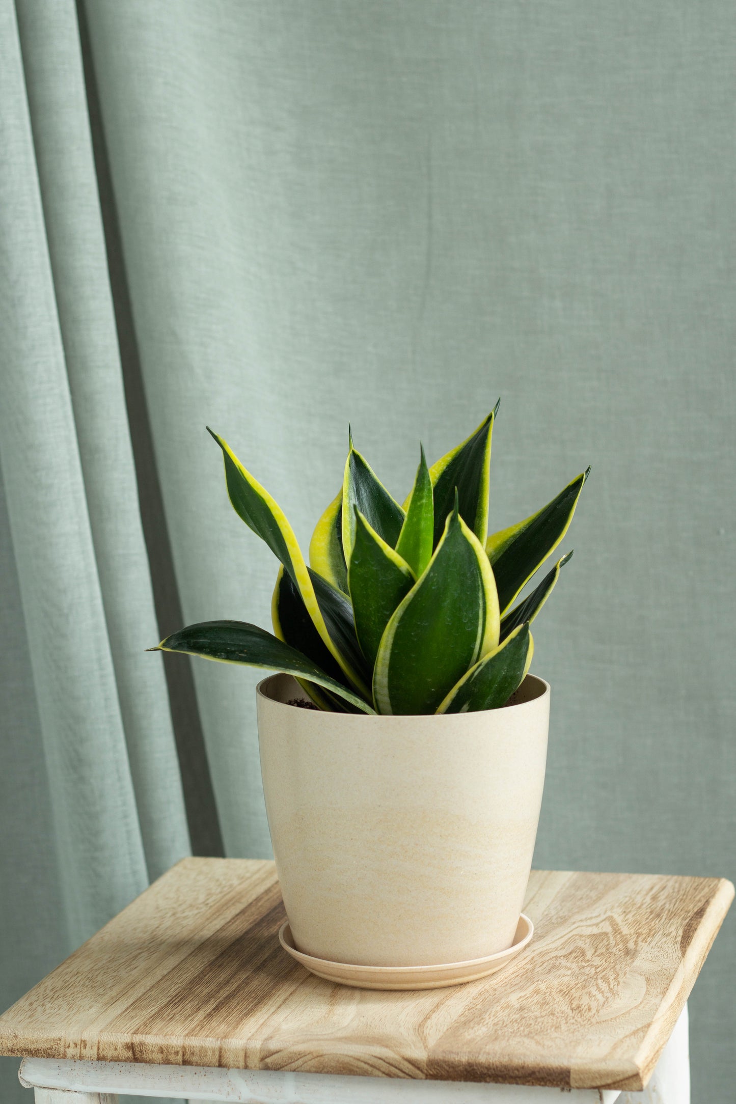 Sansevieria Black Star