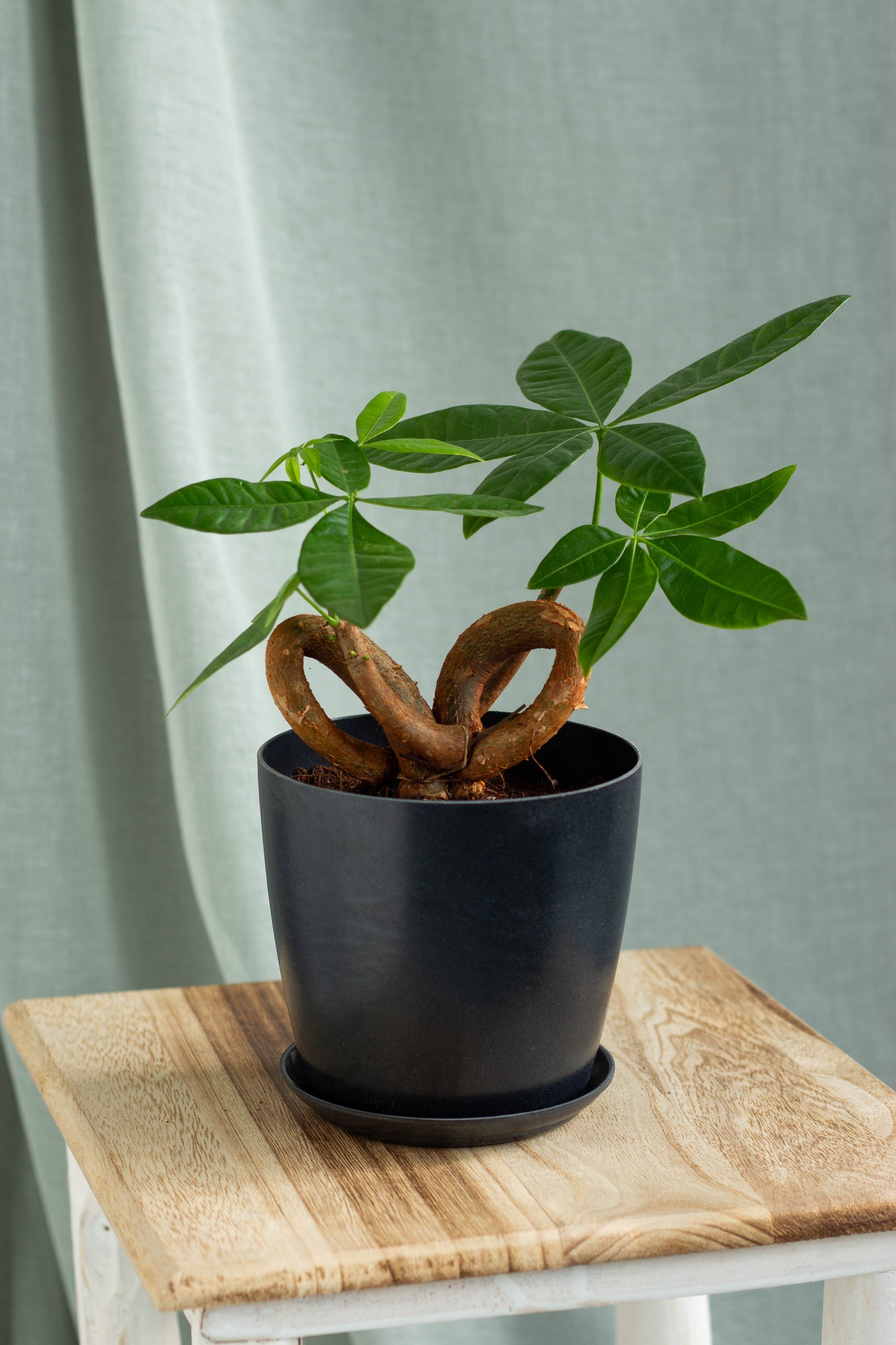 Bonsai Money Tree
