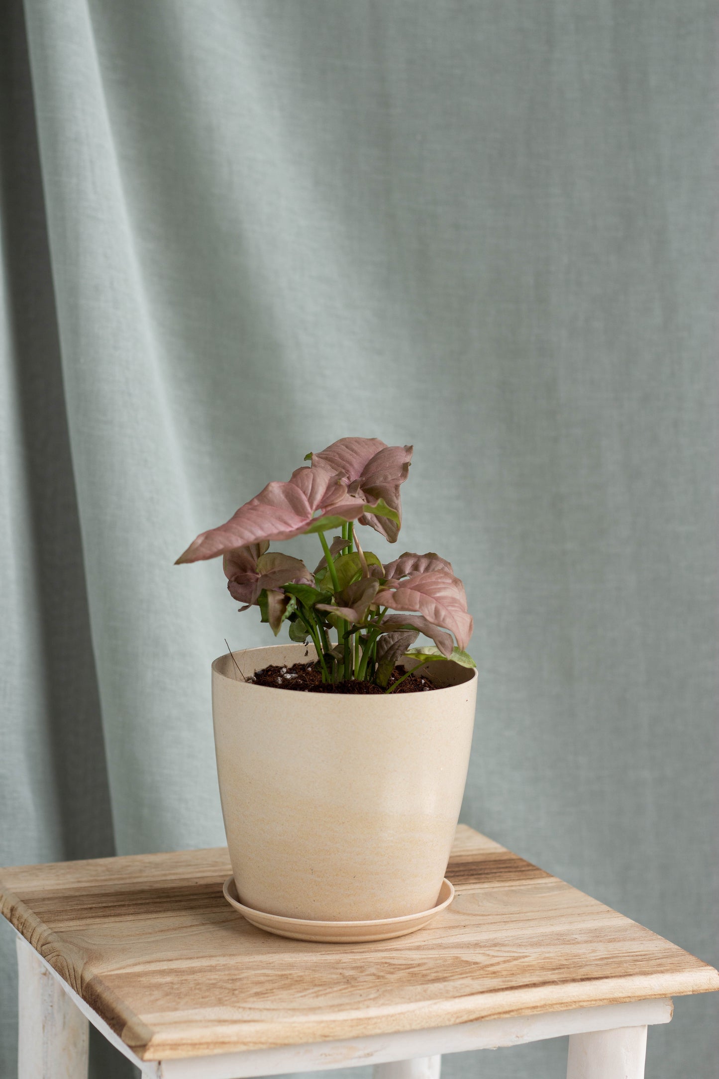 Syngonium Podophyllum 'Pink'