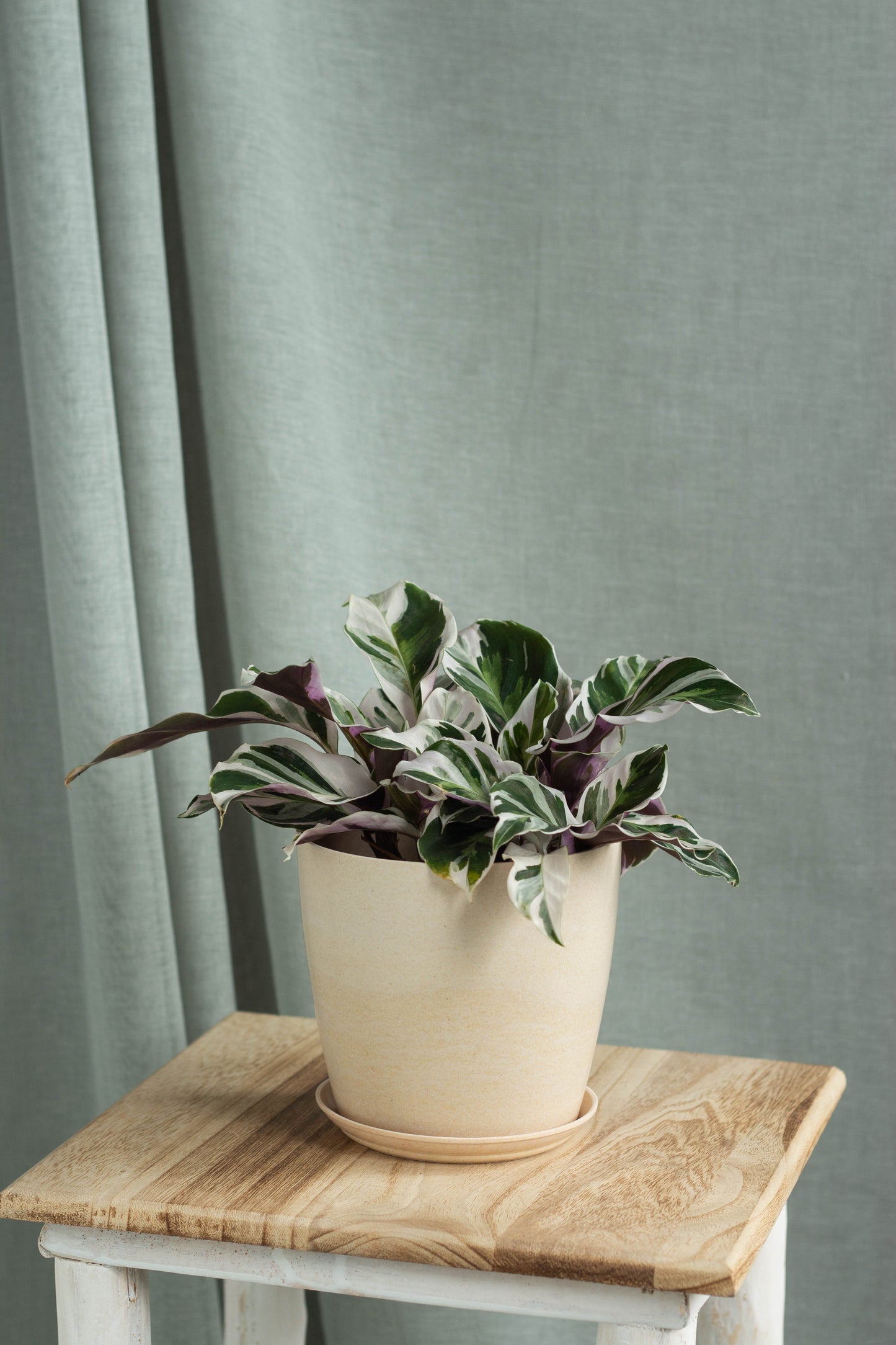 Calathea White Fusion