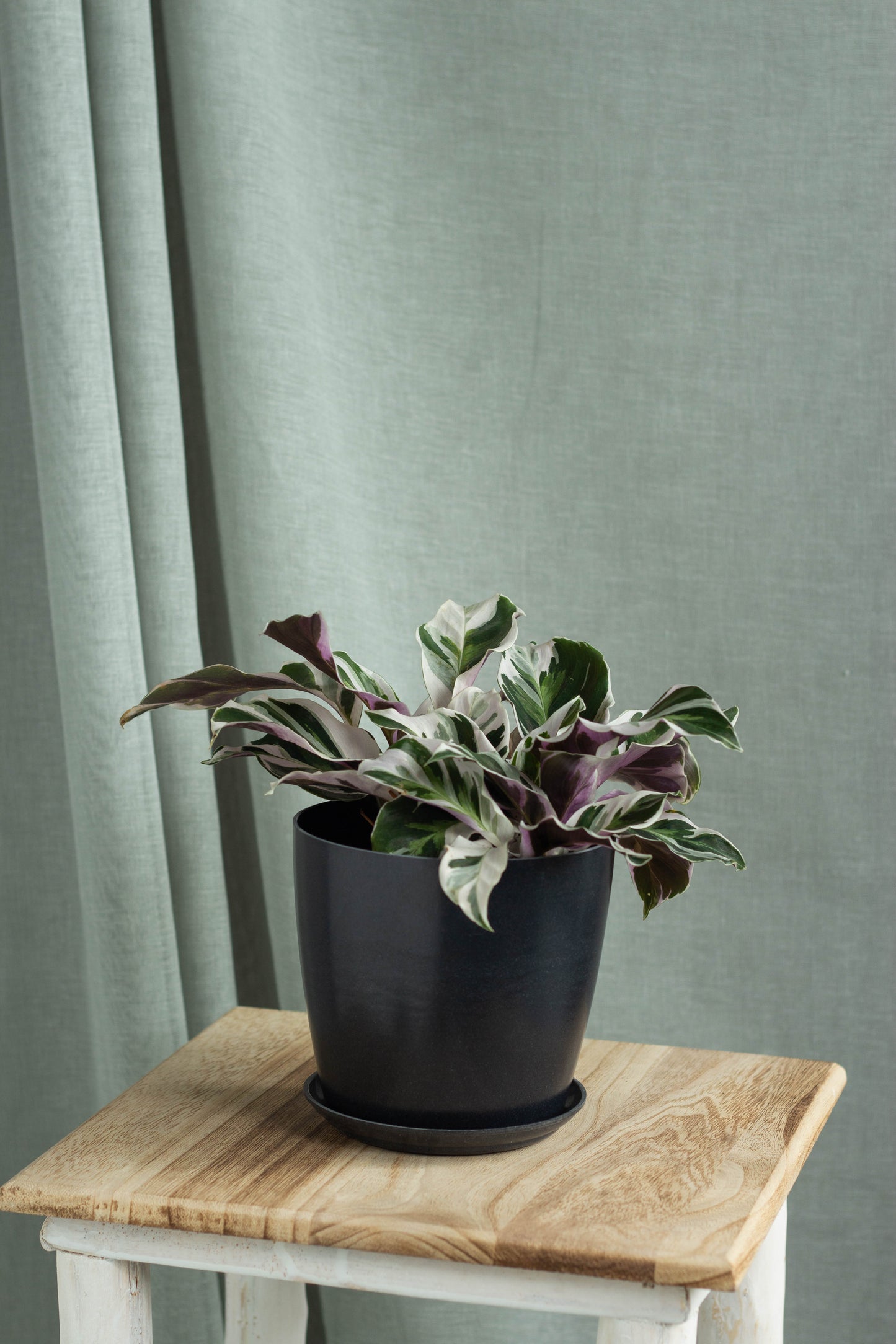 Calathea White Fusion