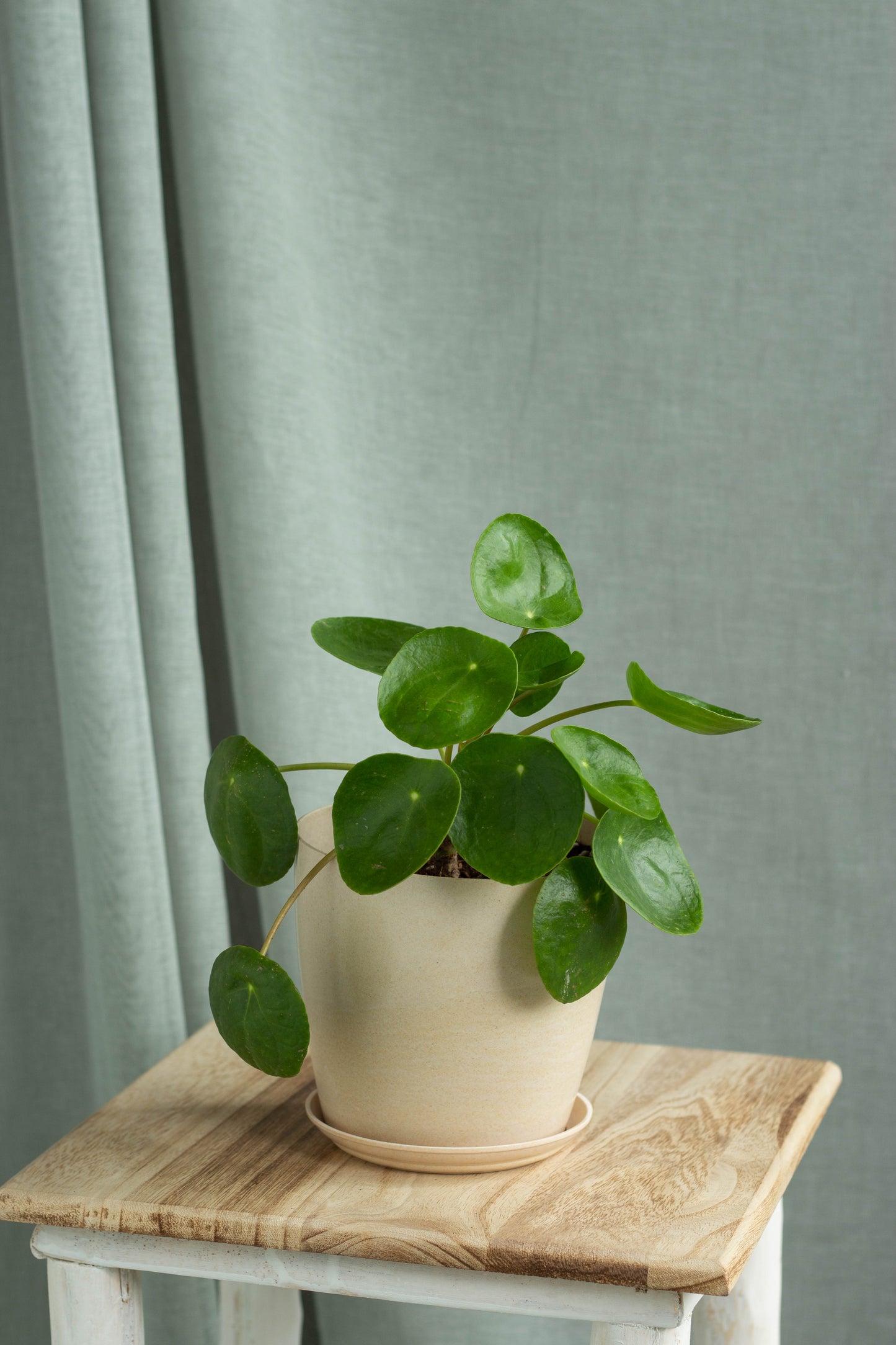 Pilea Peperomioides