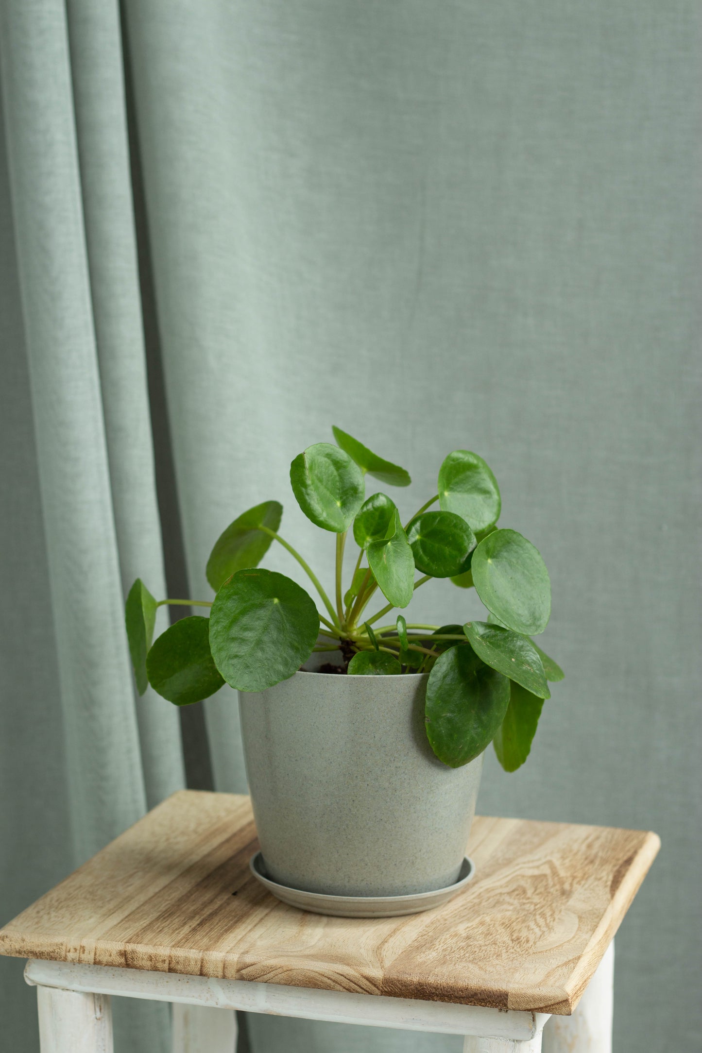 Pilea Peperomioides