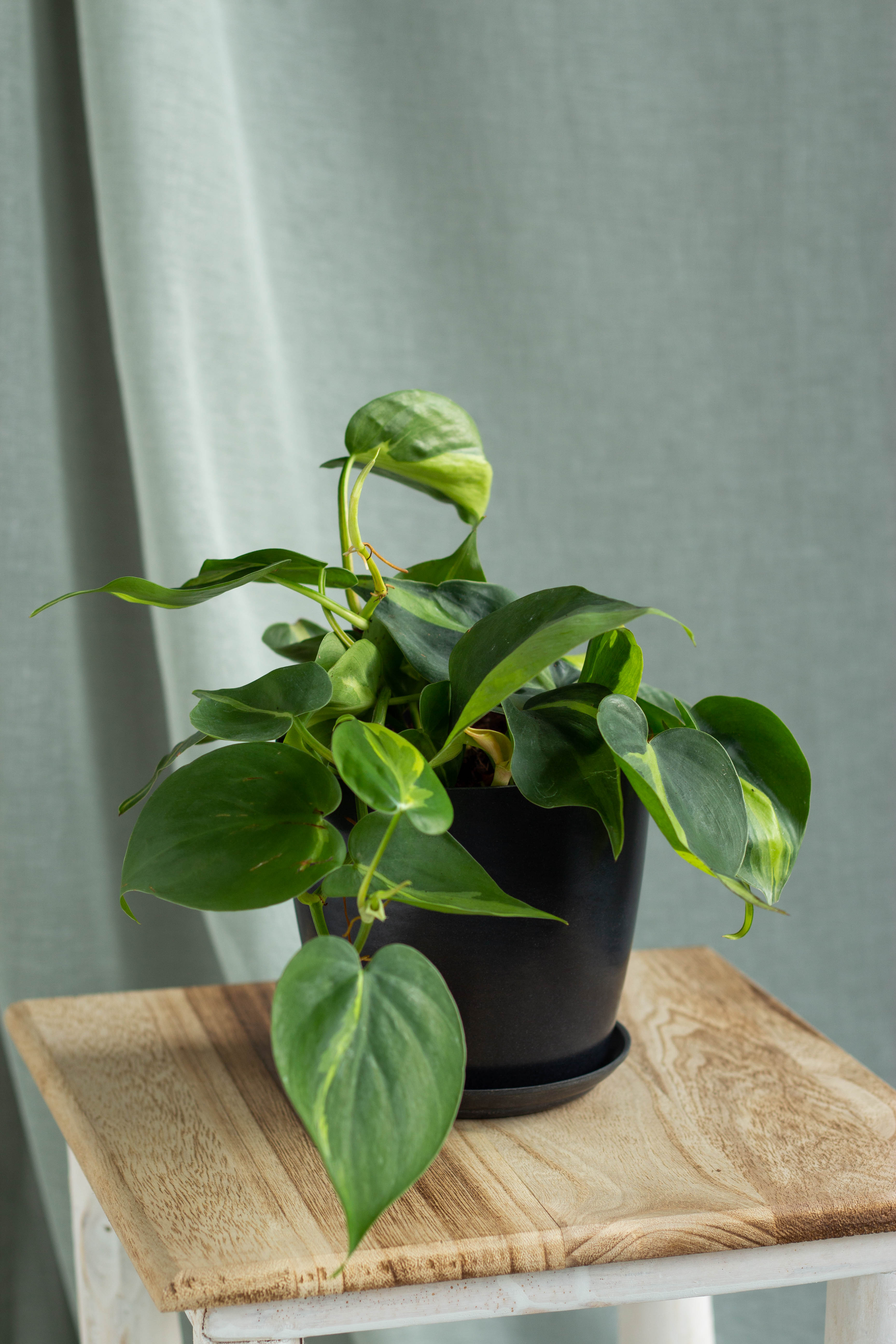 philodendron grand brazil Philodendron Brasil – Bloomspace