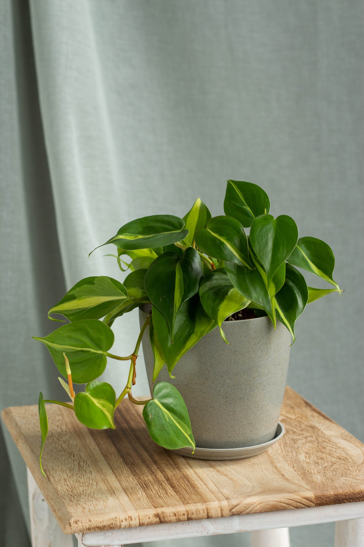 Philodendron Brasil