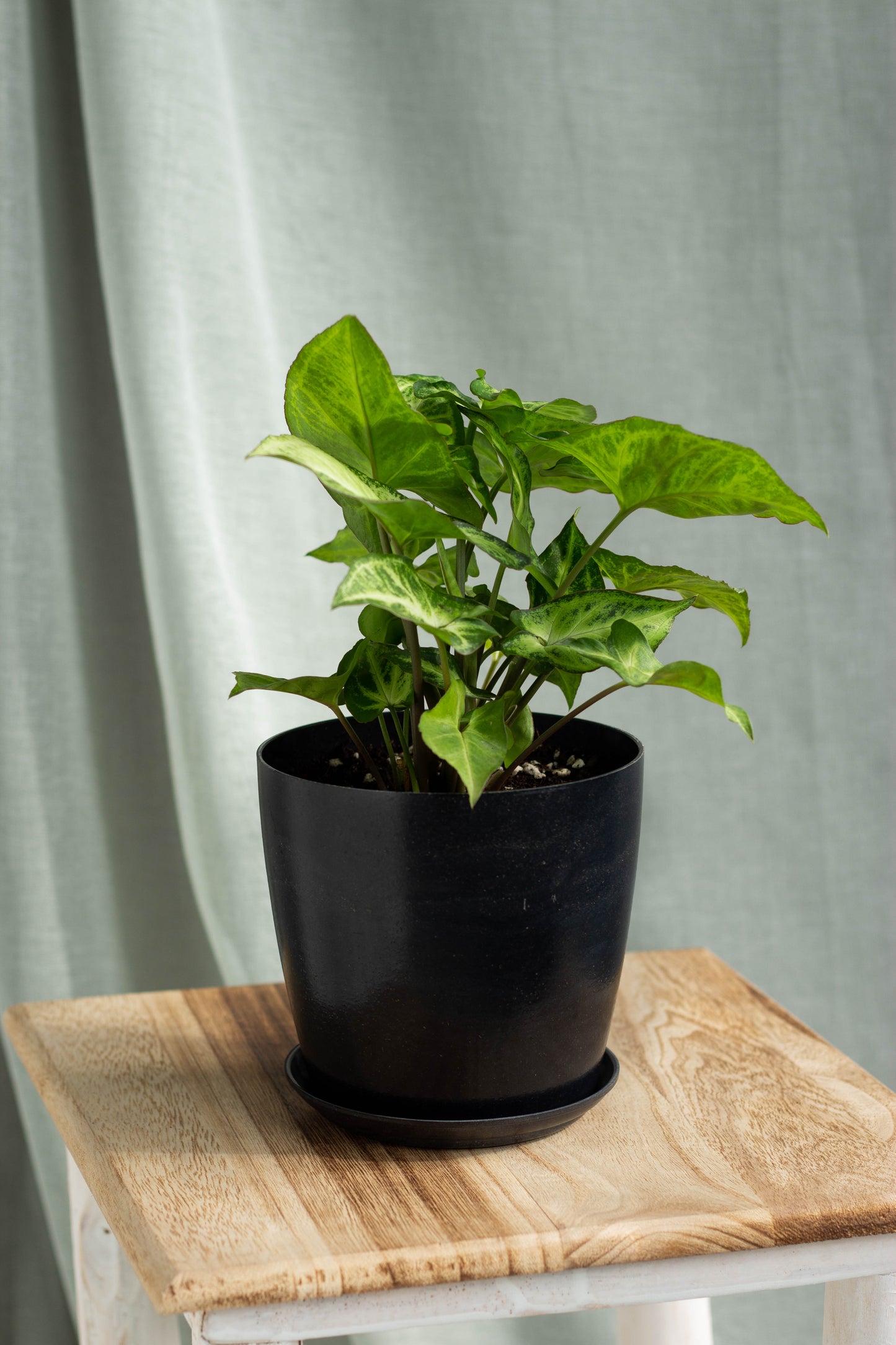 Syngonium Podophyllum