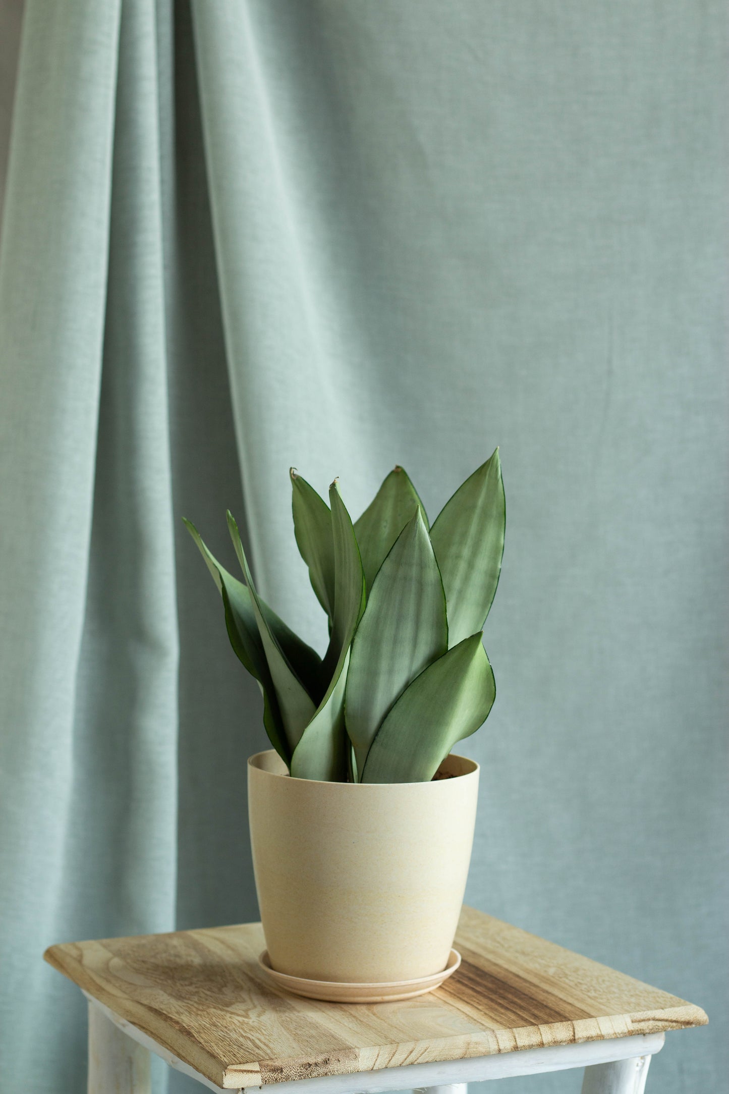 Sansevieria Moonshine