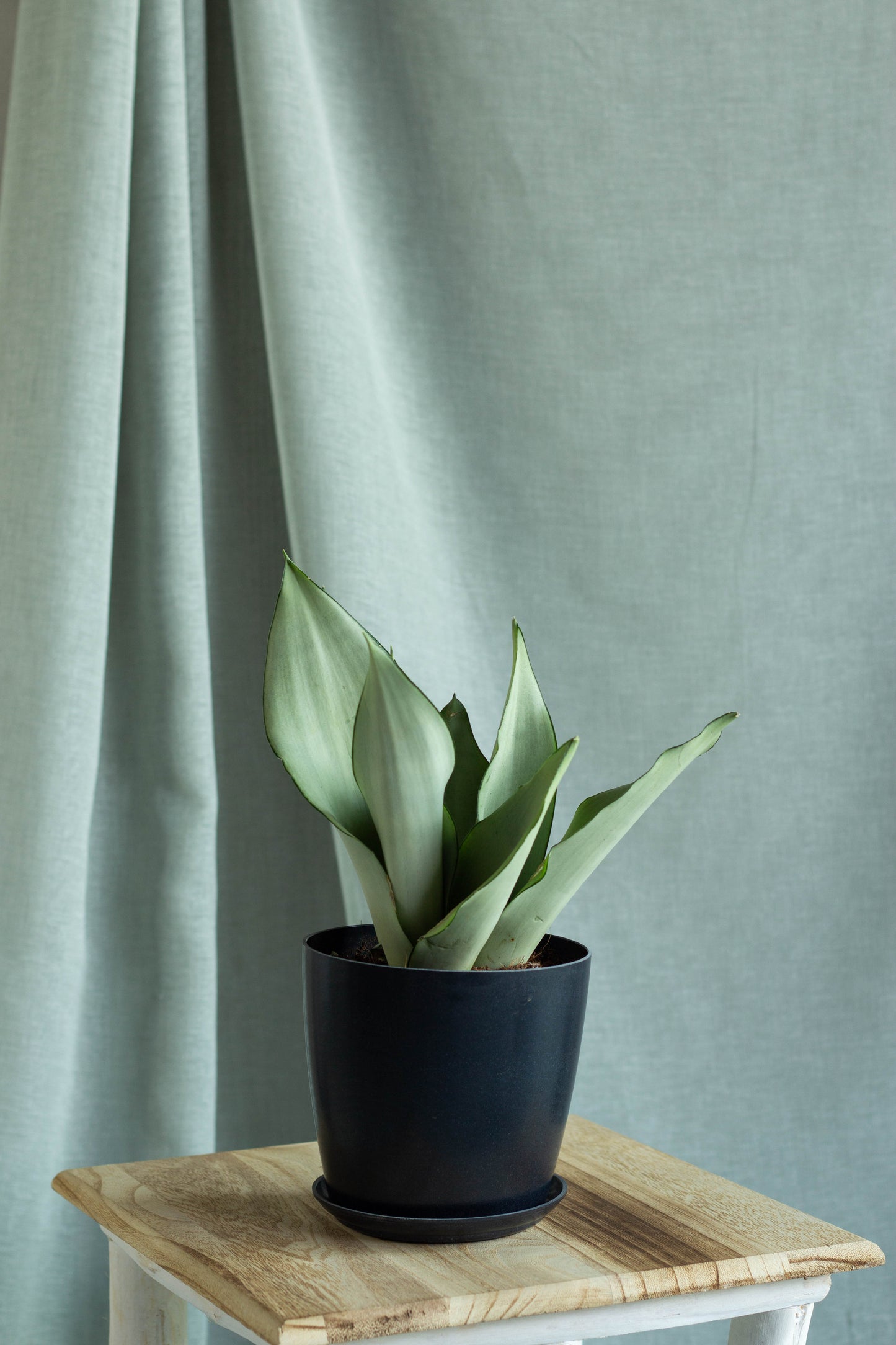 Sansevieria Moonshine