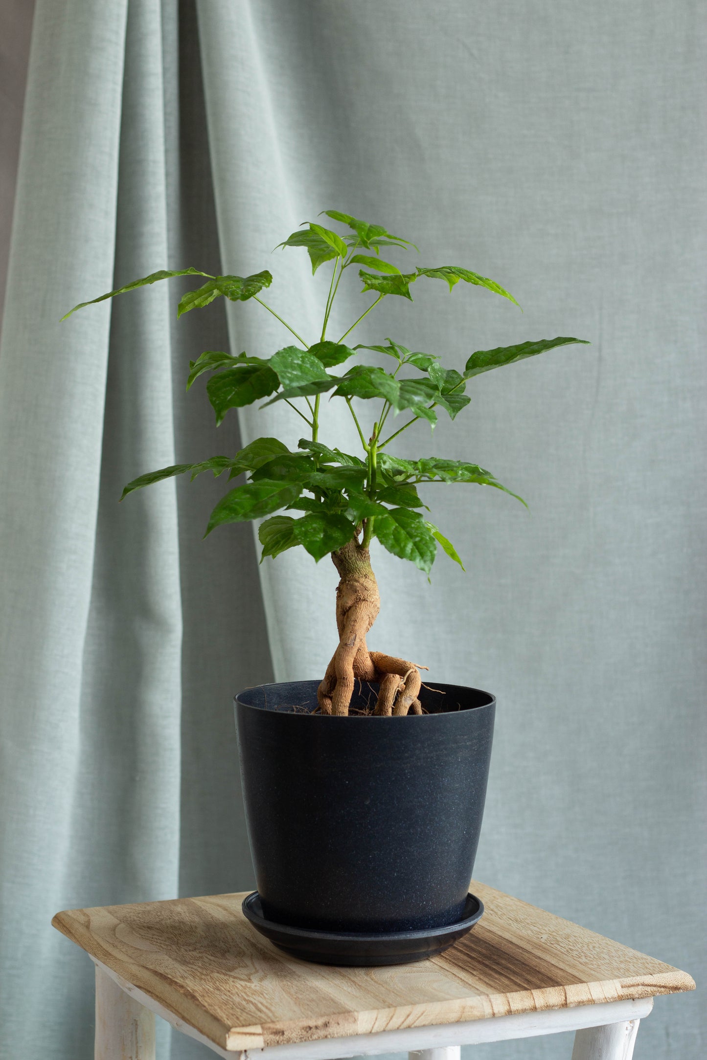 China Doll Bonsai