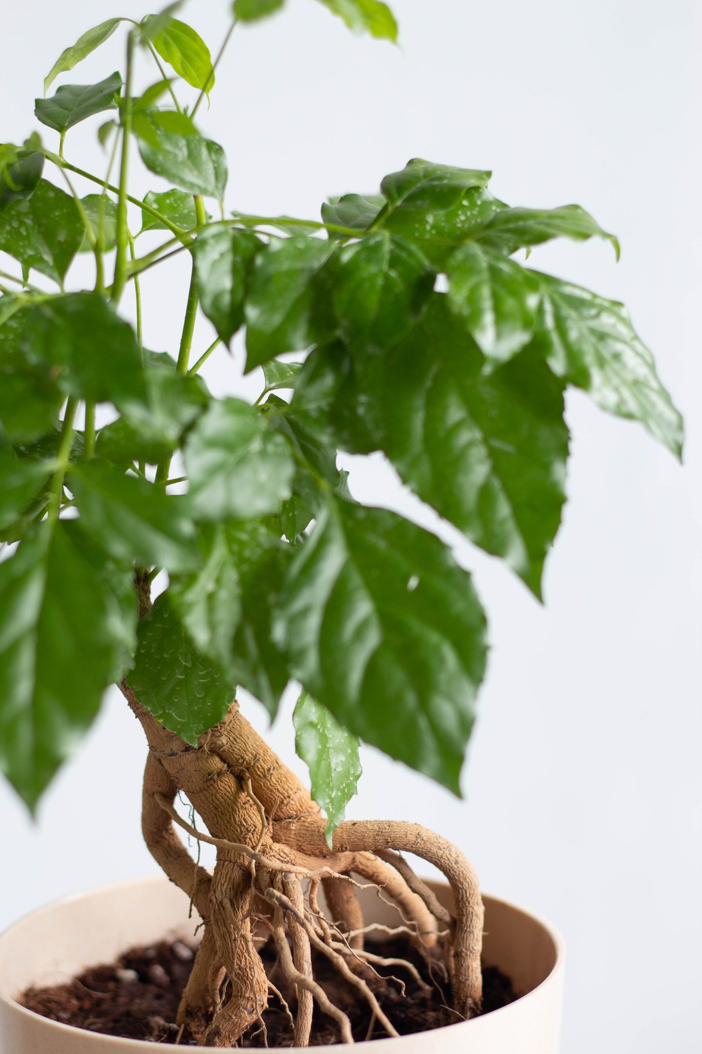 Closeup-China Doll Bonsai