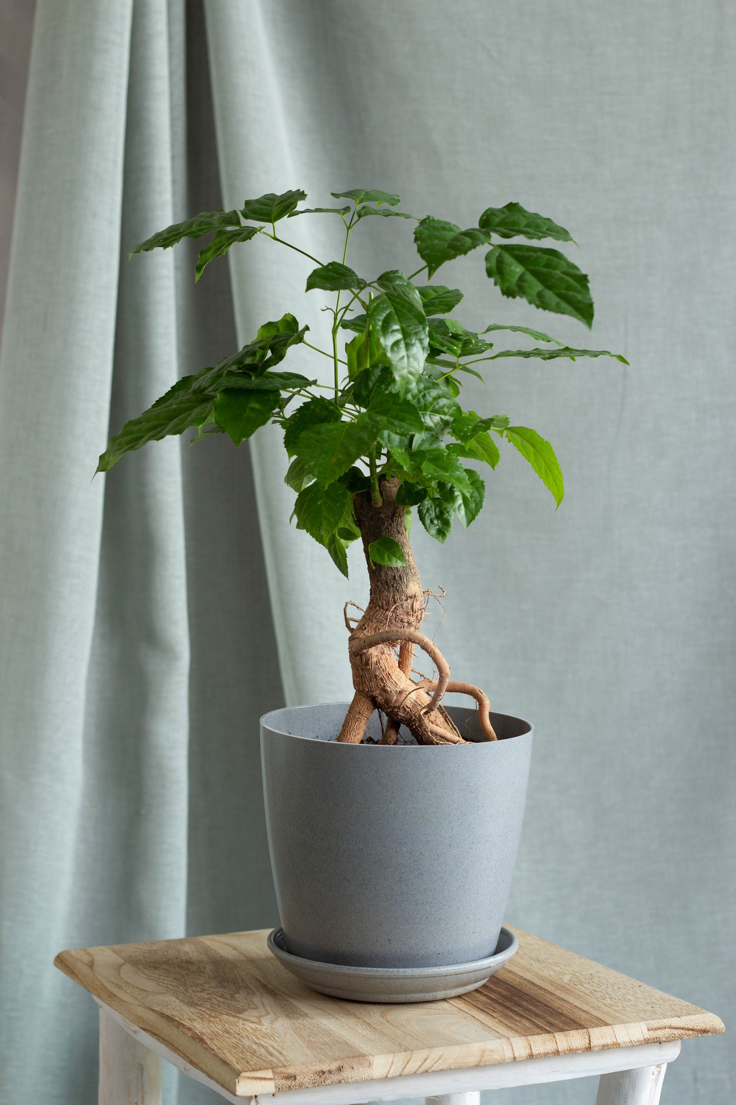 China Doll Bonsai