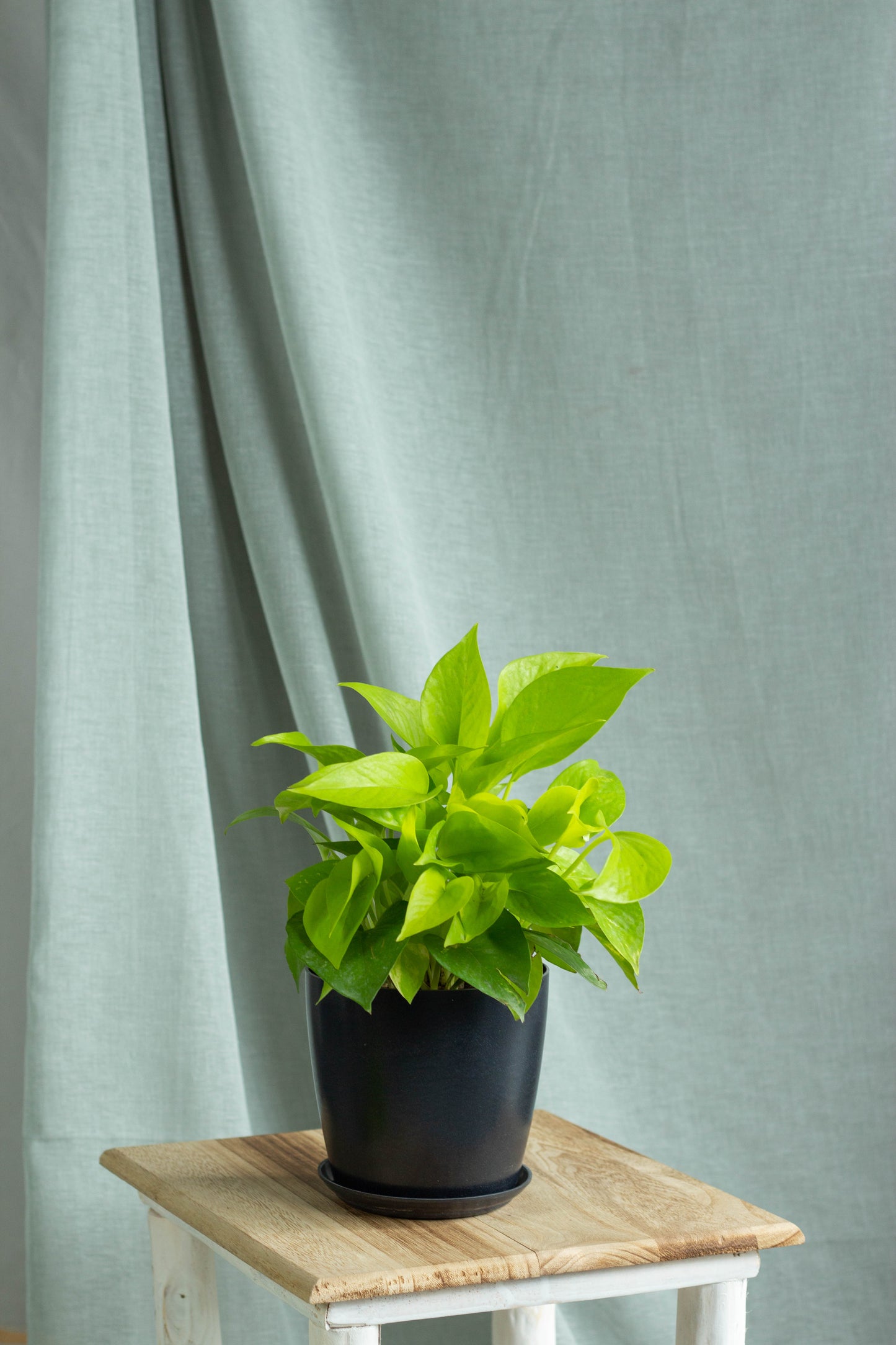 Neon Pothos