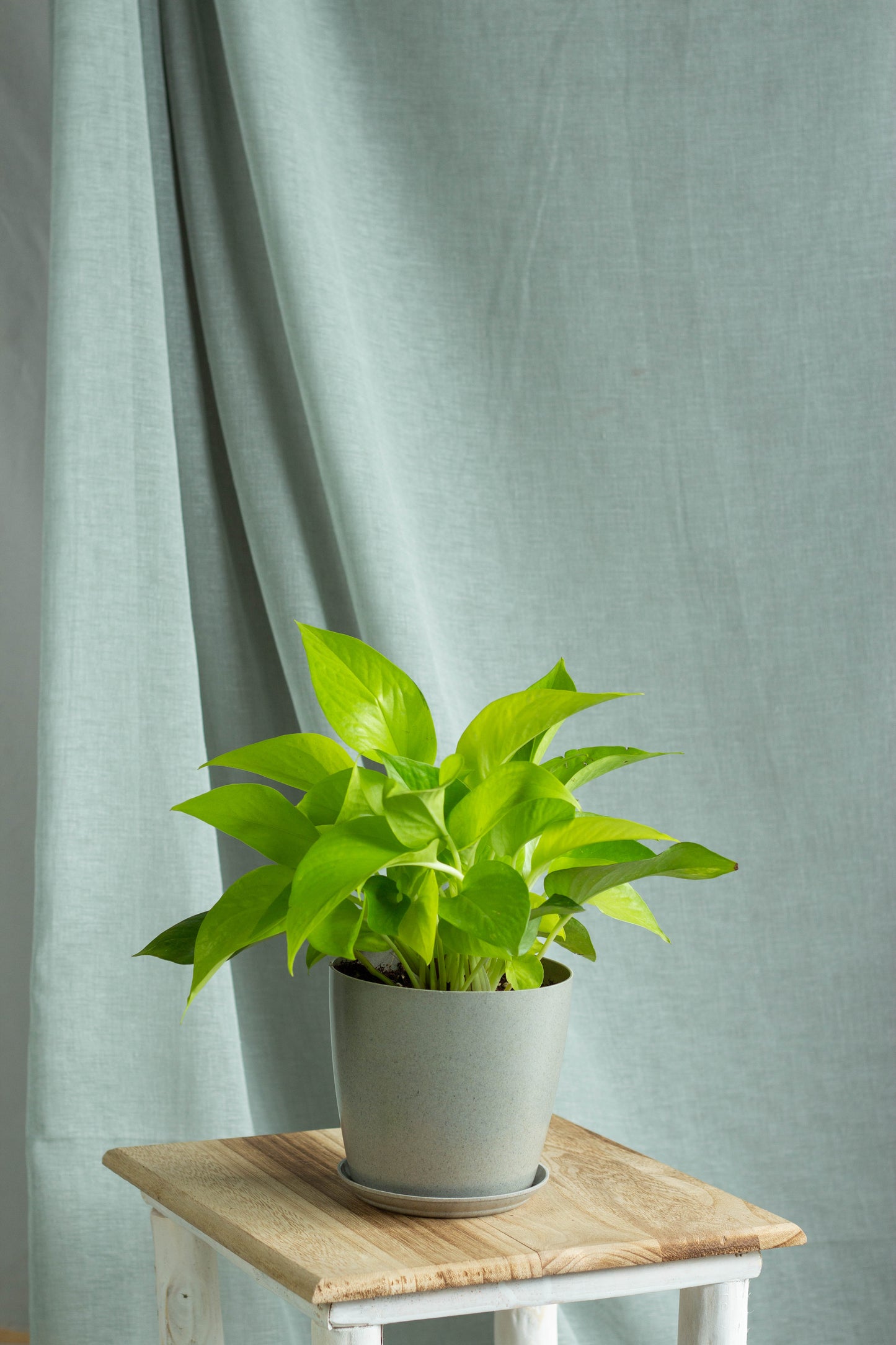 Neon Pothos