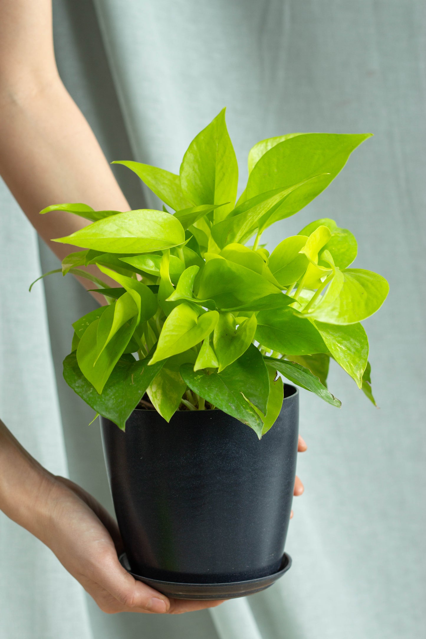 Neon Pothos