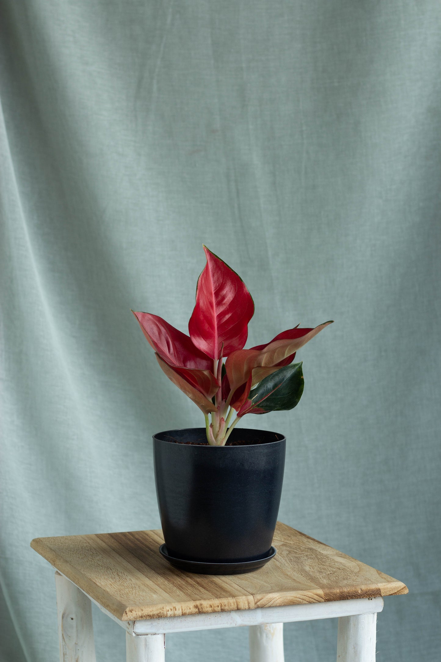 Aglaonema Red Anjamani