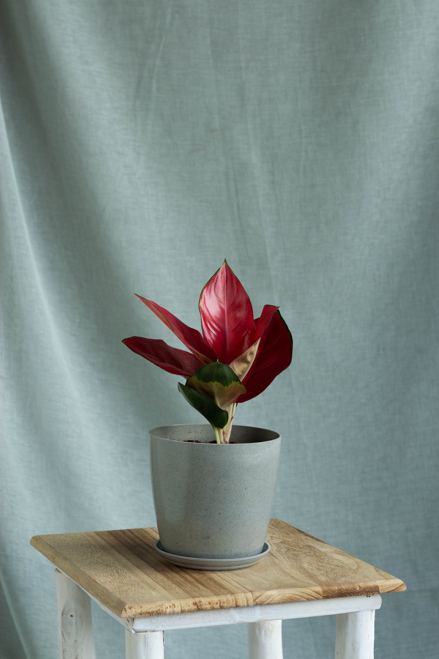 Aglaonema Red Anjamani