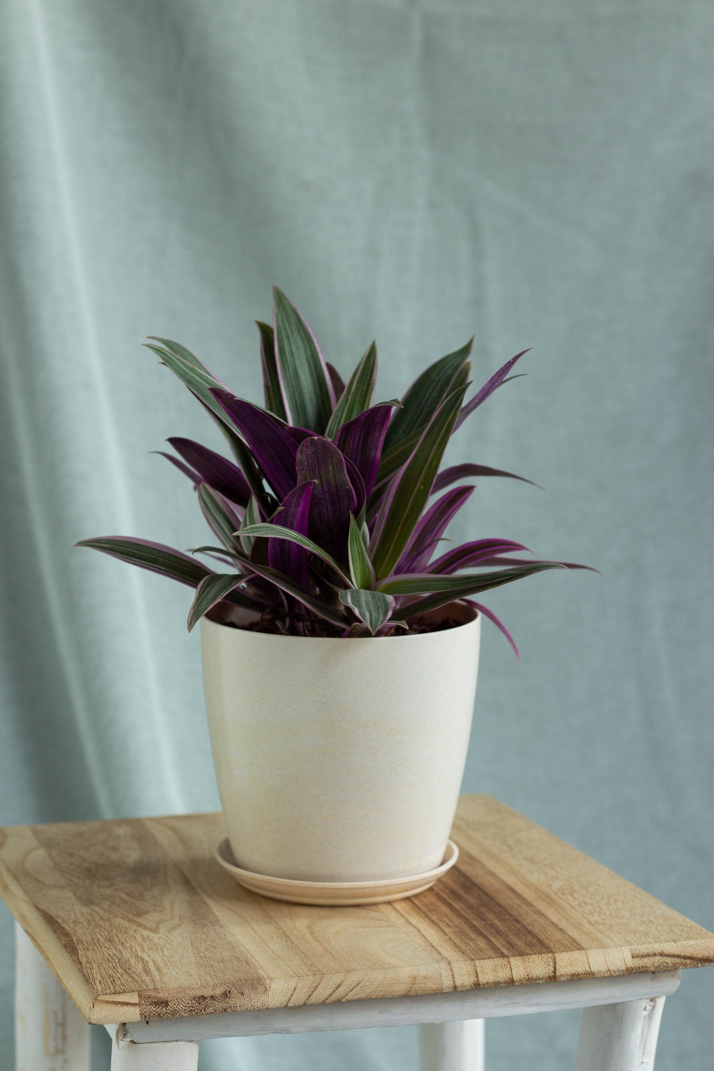 Cradle Lily