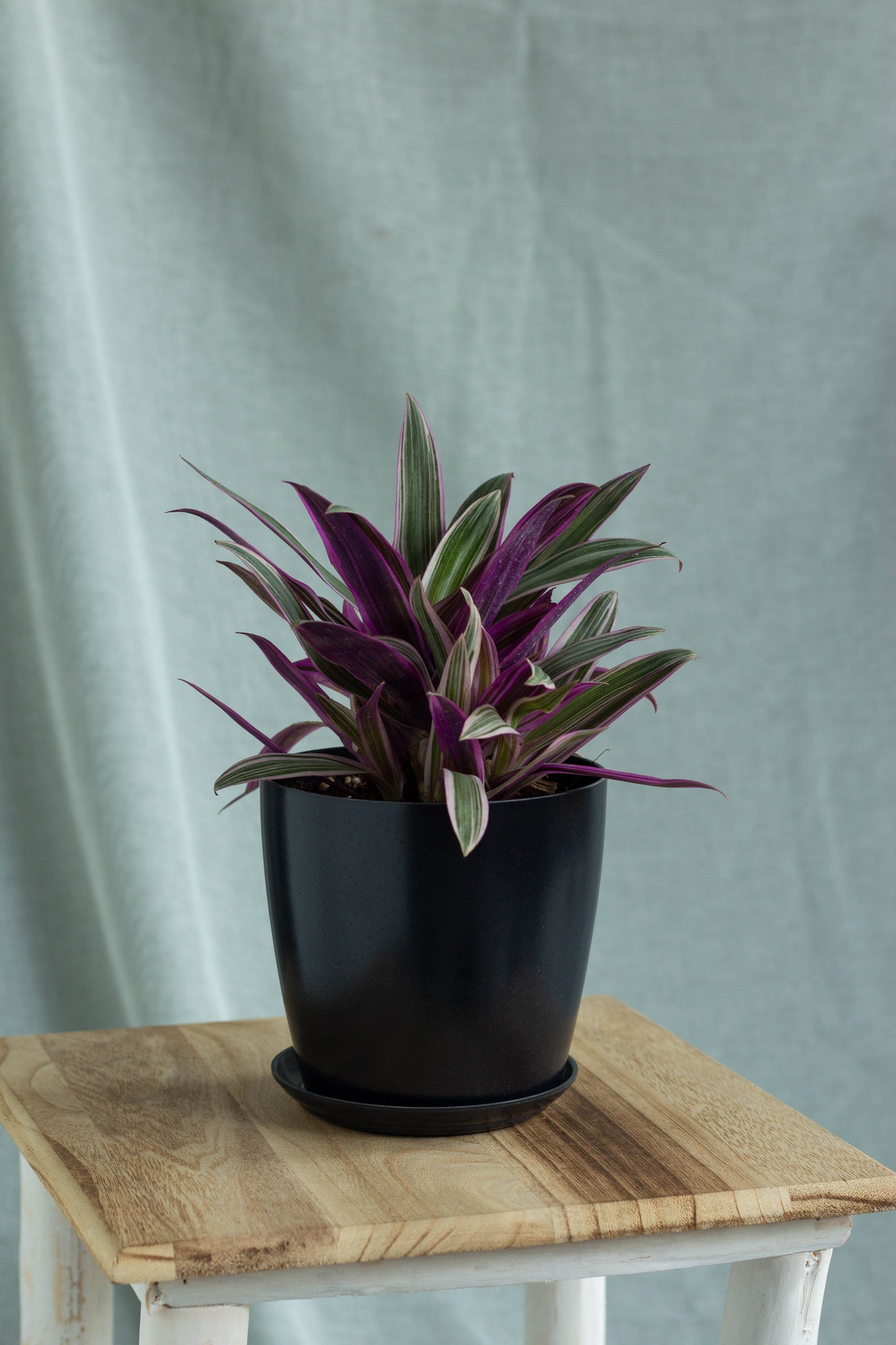Cradle Lily