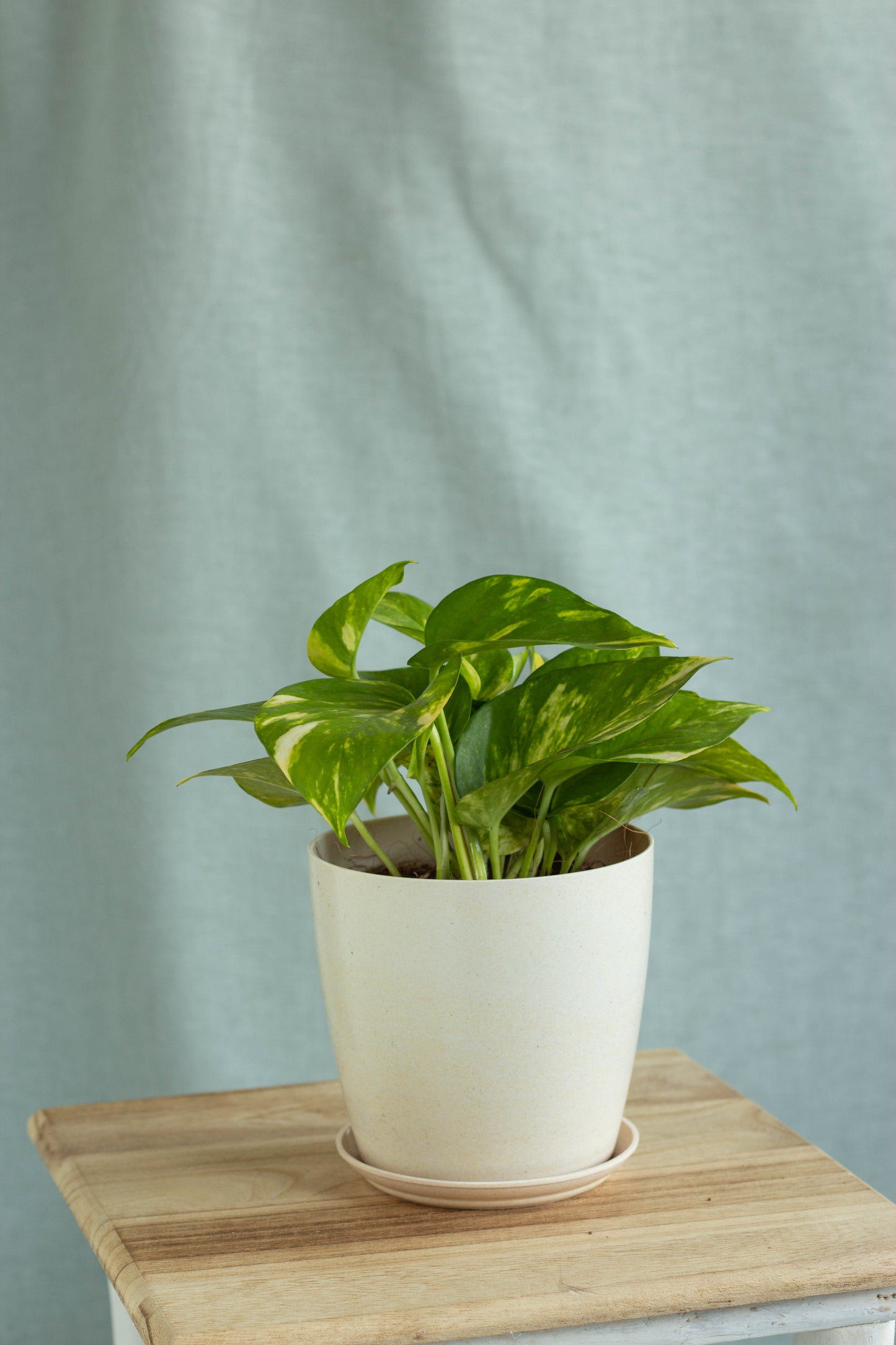 Closeup-Golden Pothos