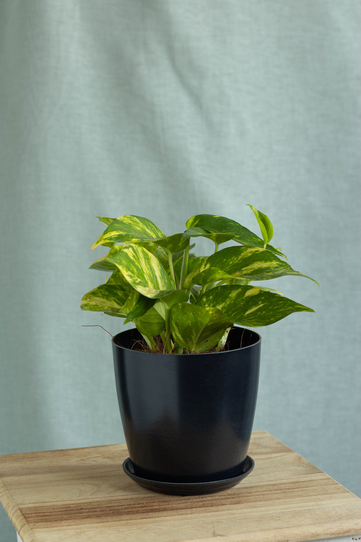 Golden Pothos