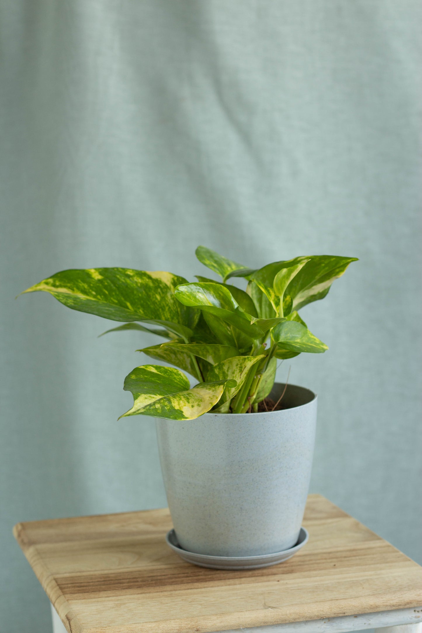 Golden Pothos