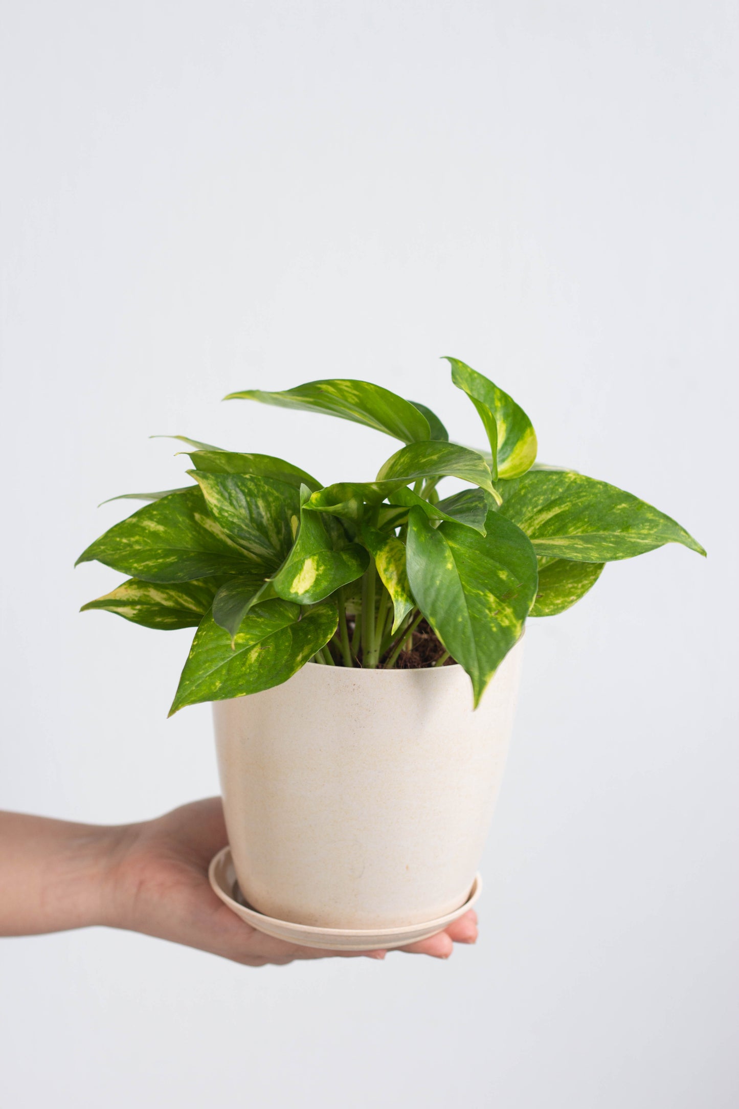 Golden Pothos
