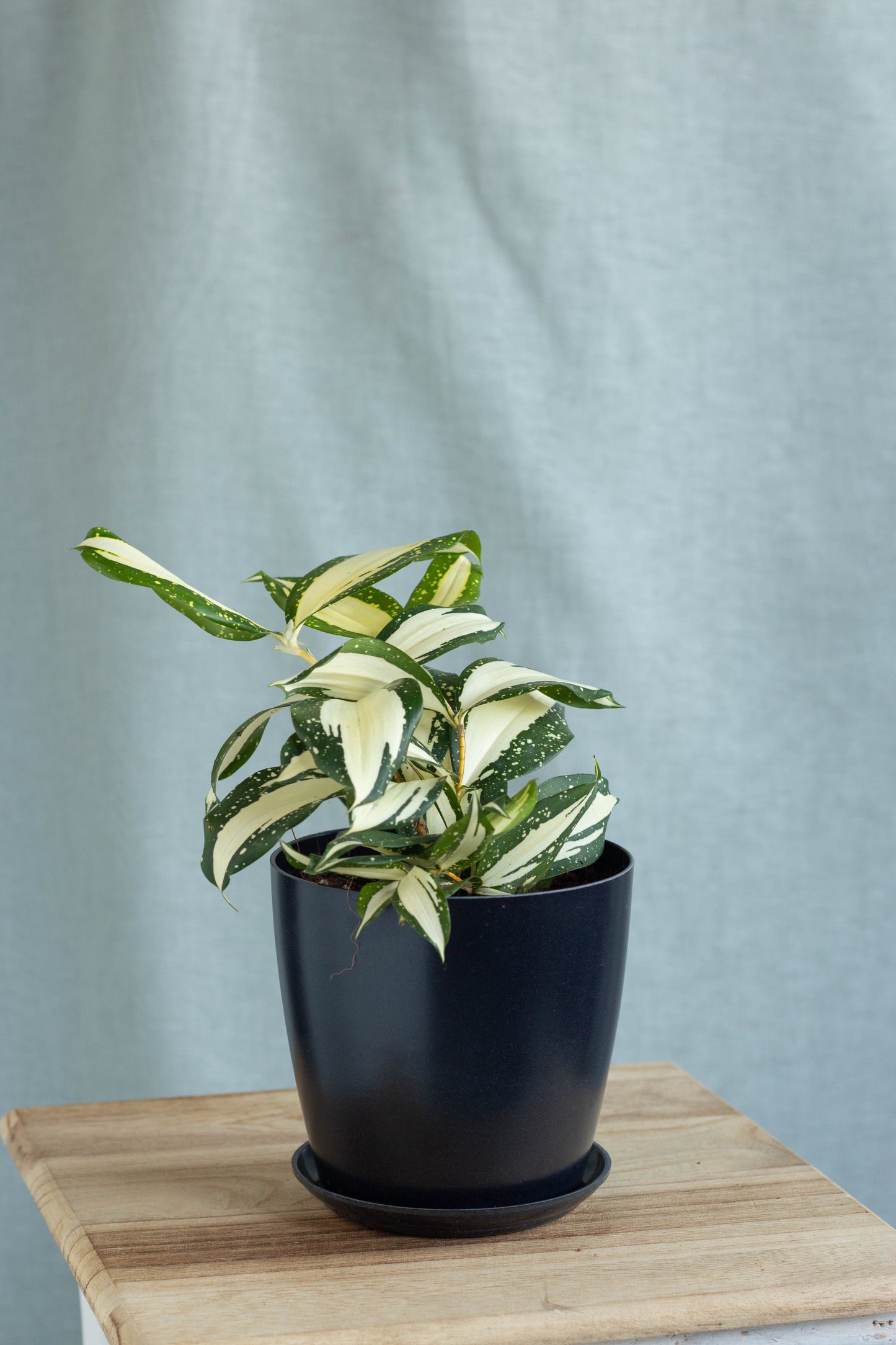 Dracaena Milky Way