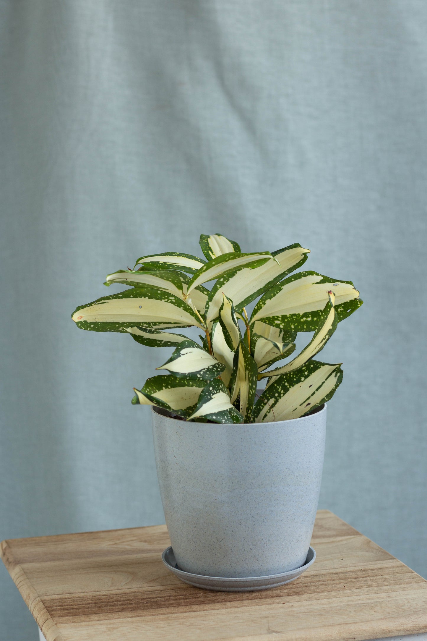 Dracaena Milky Way