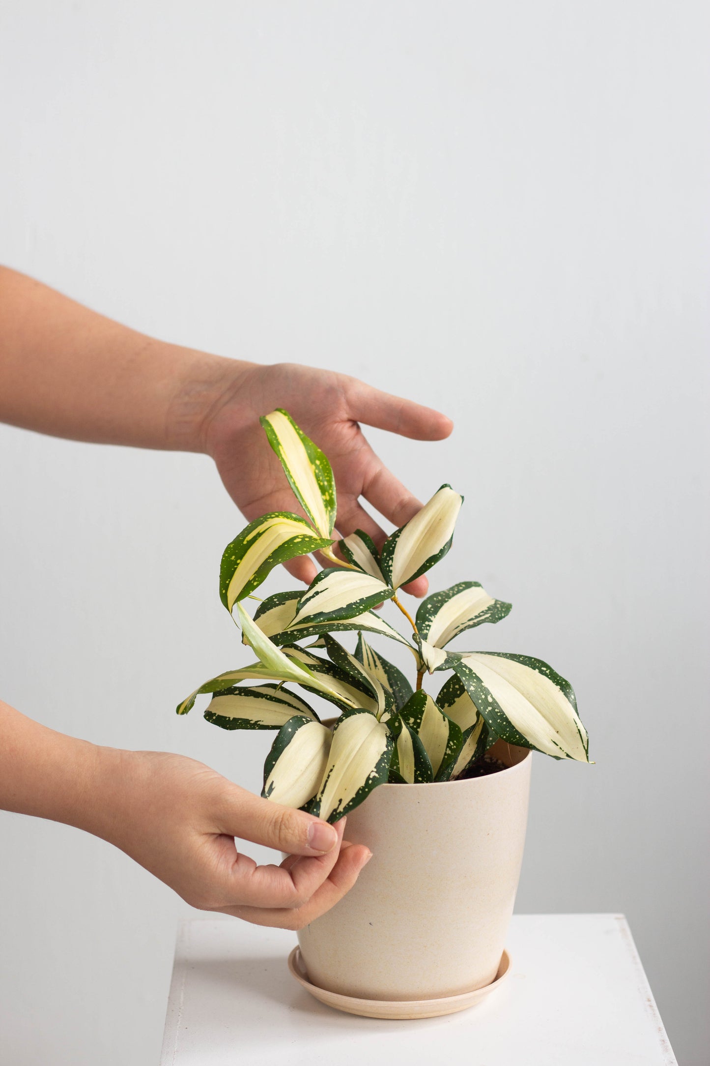 Dracaena Milky Way