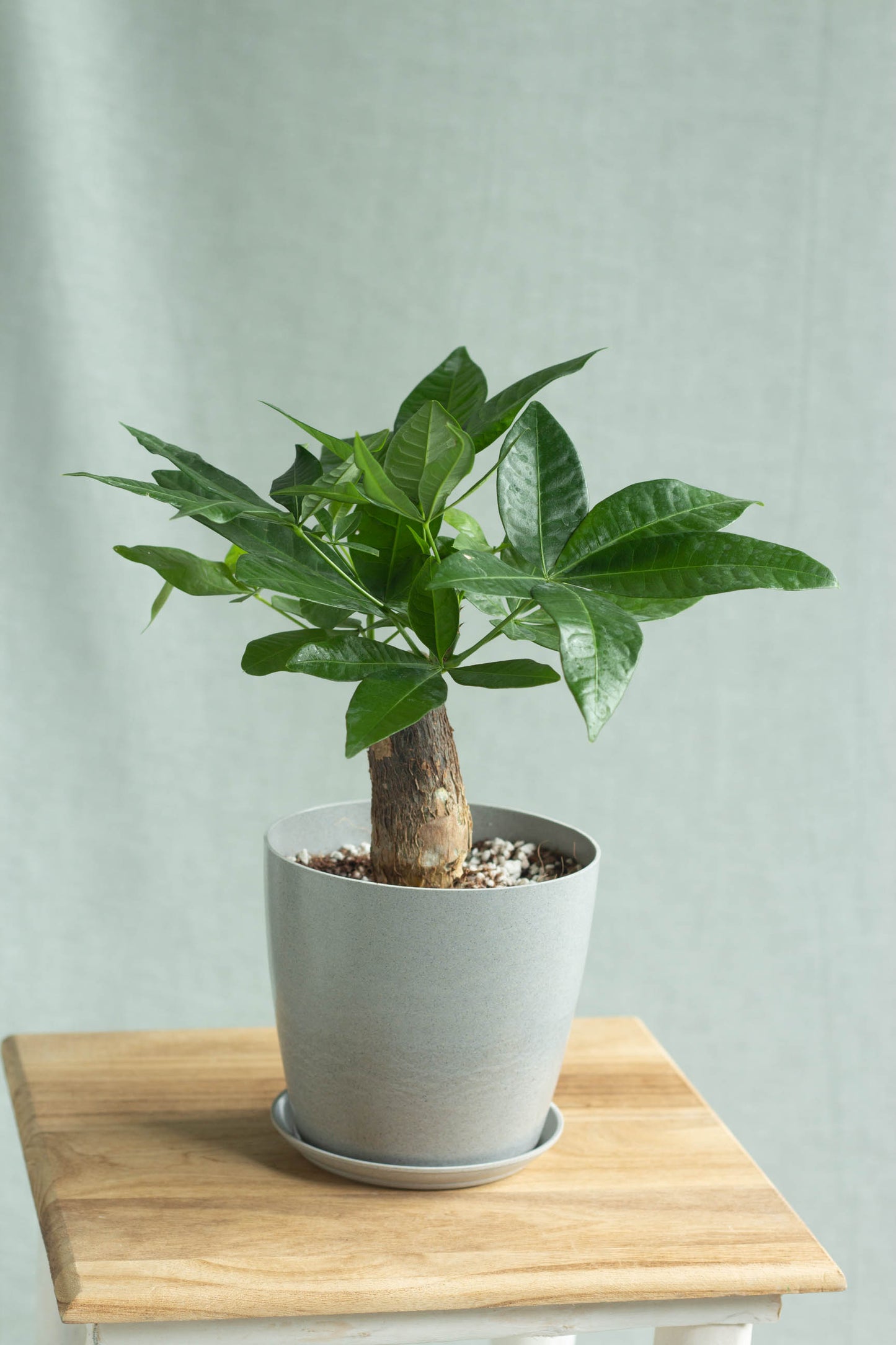 Mini Money Tree