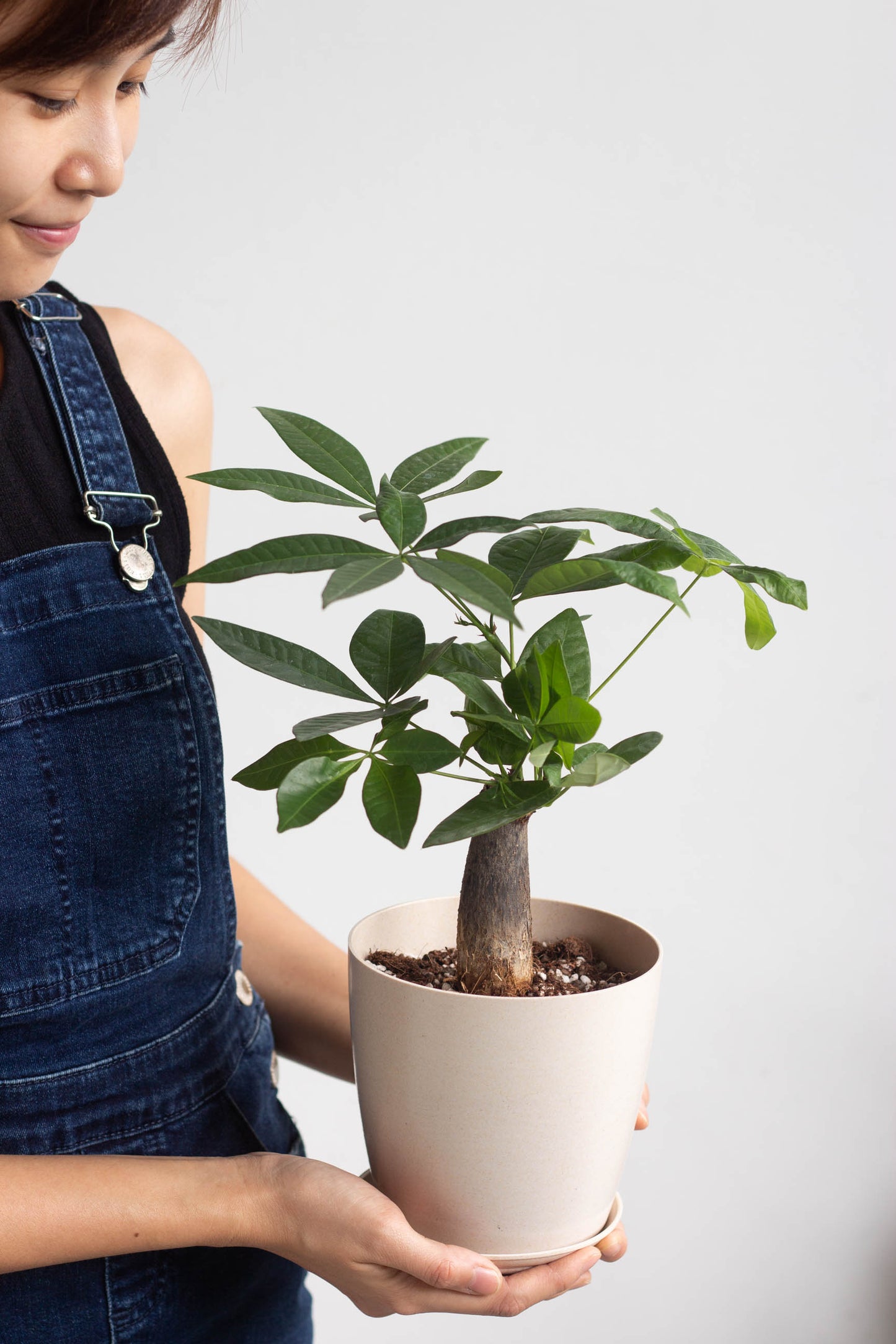 Mini Money Tree