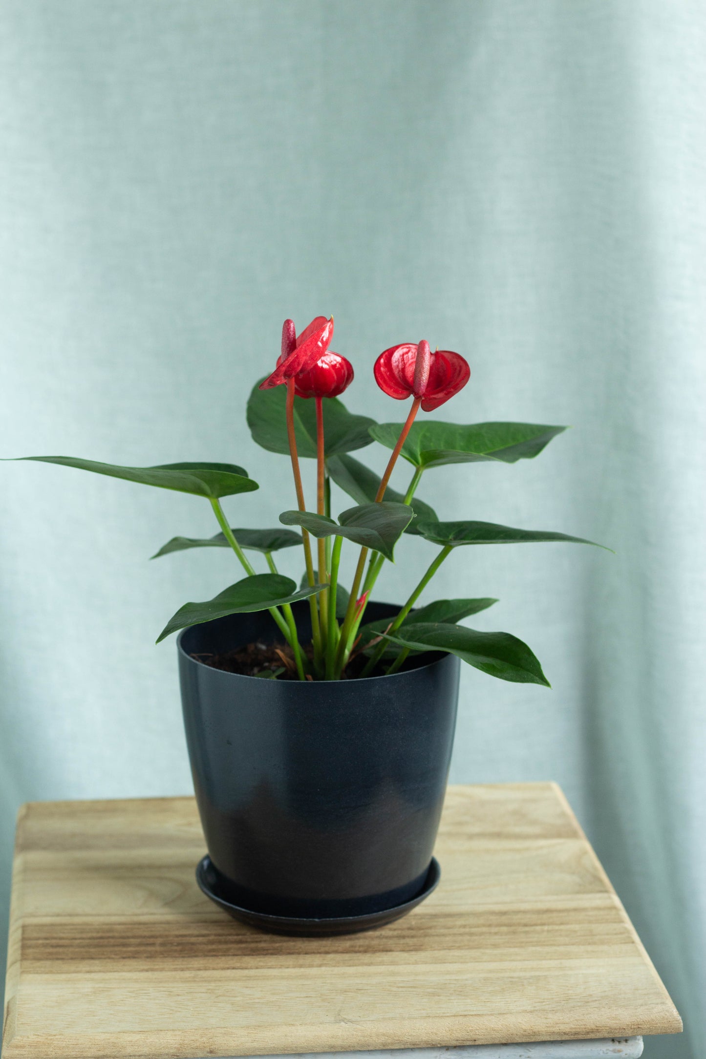 Anthurium