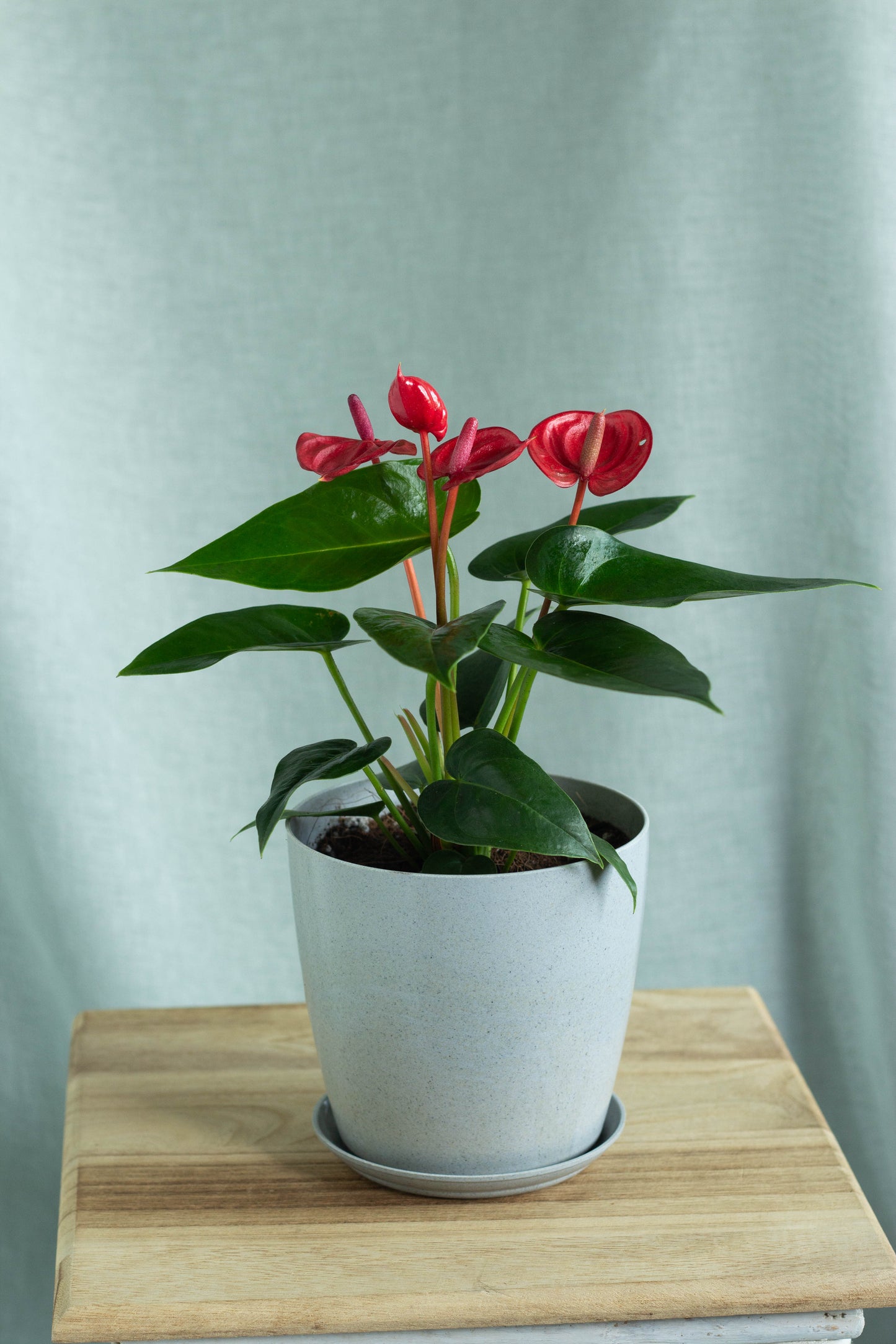 Anthurium