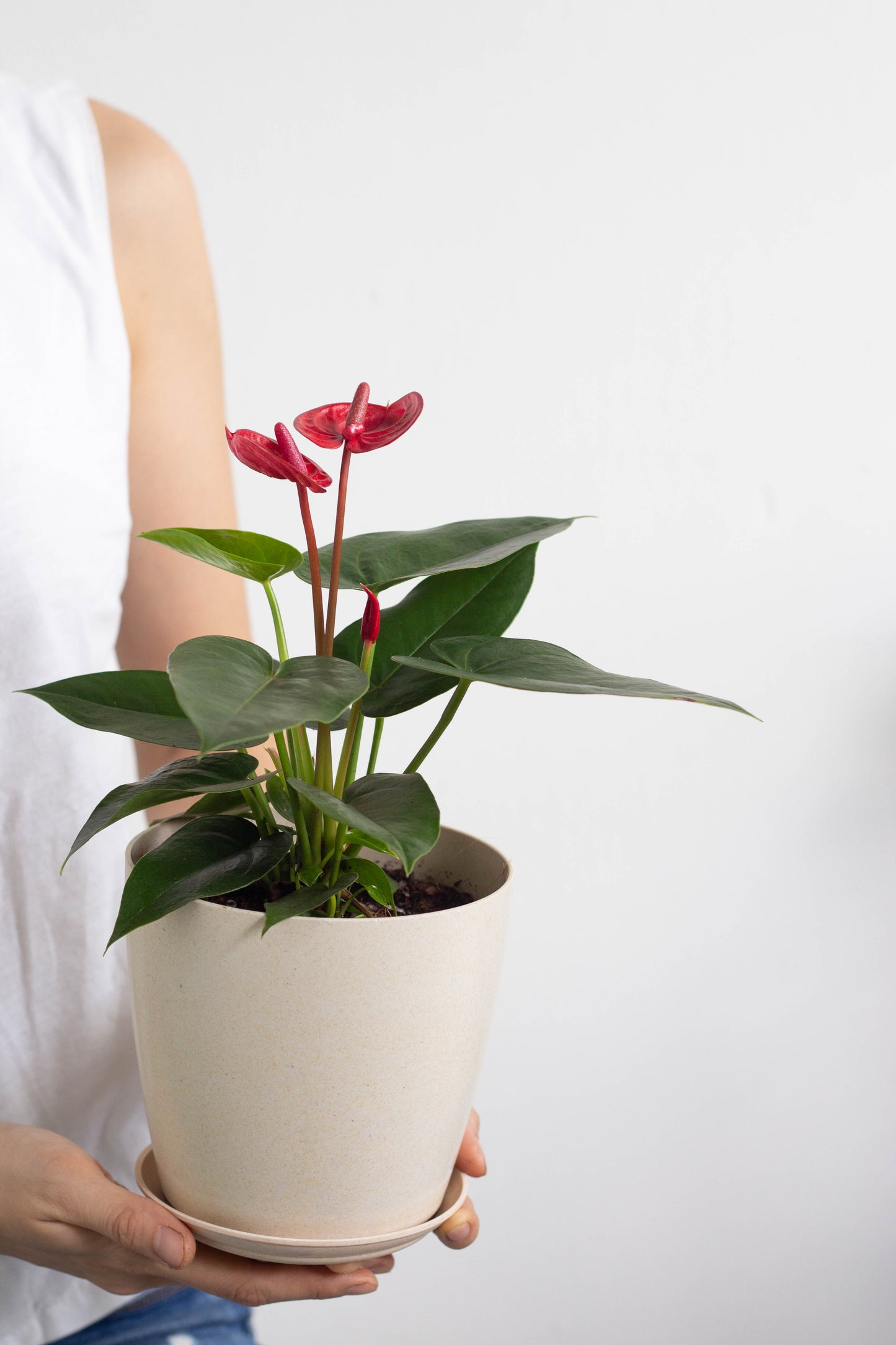 Anthurium