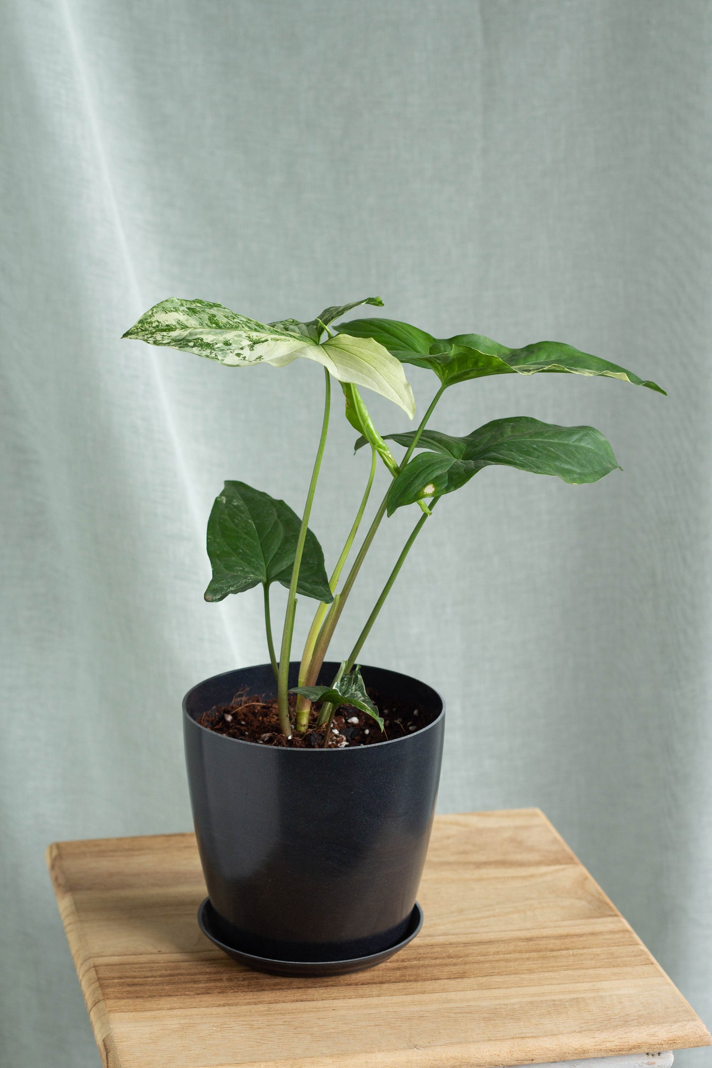 Syngonium Albo