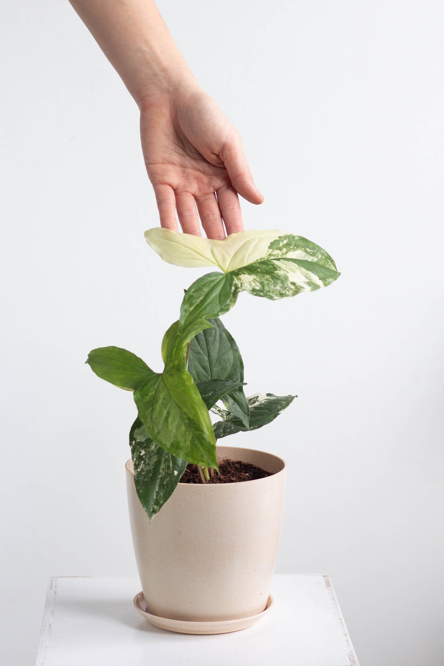 Syngonium Albo