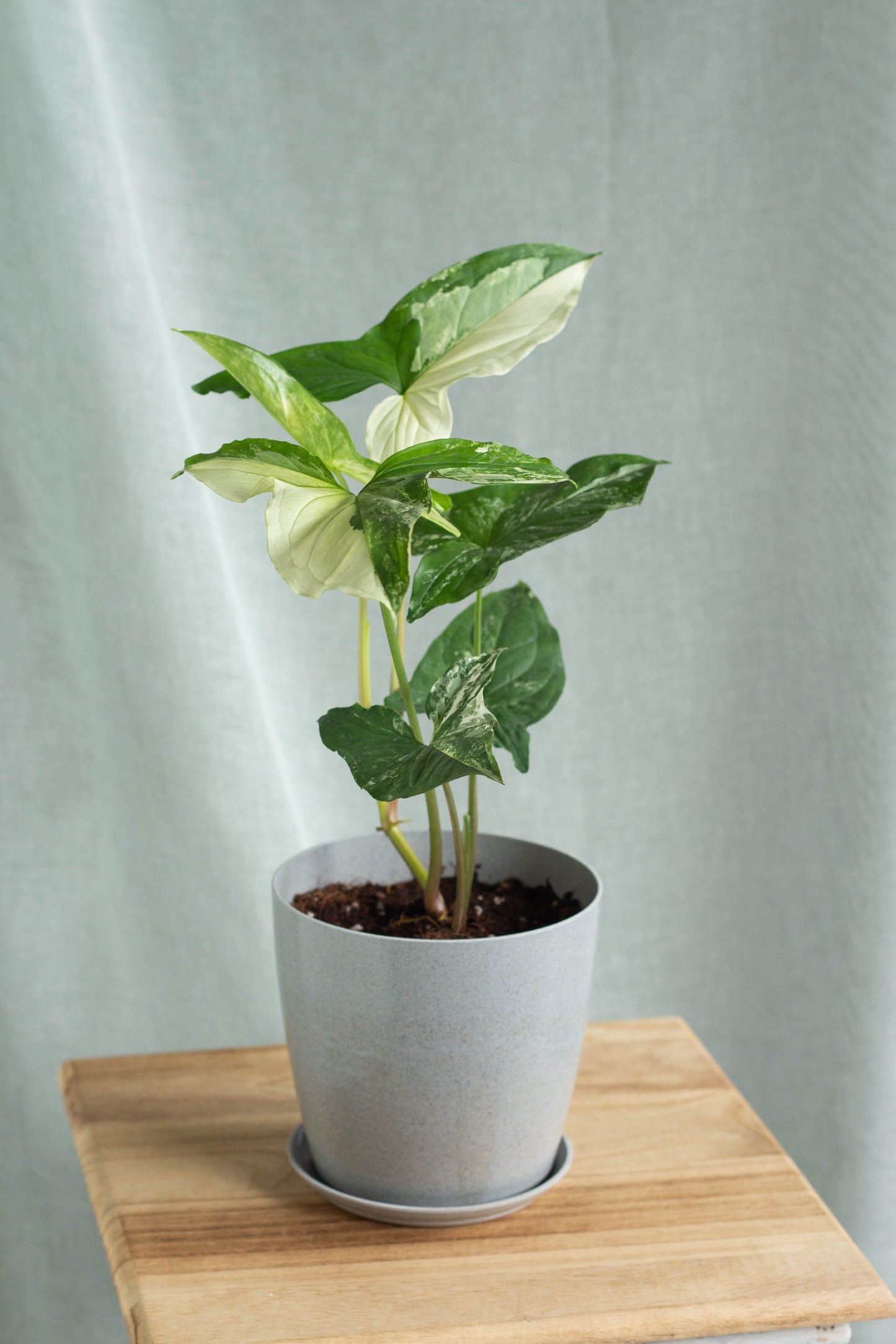 Syngonium Albo